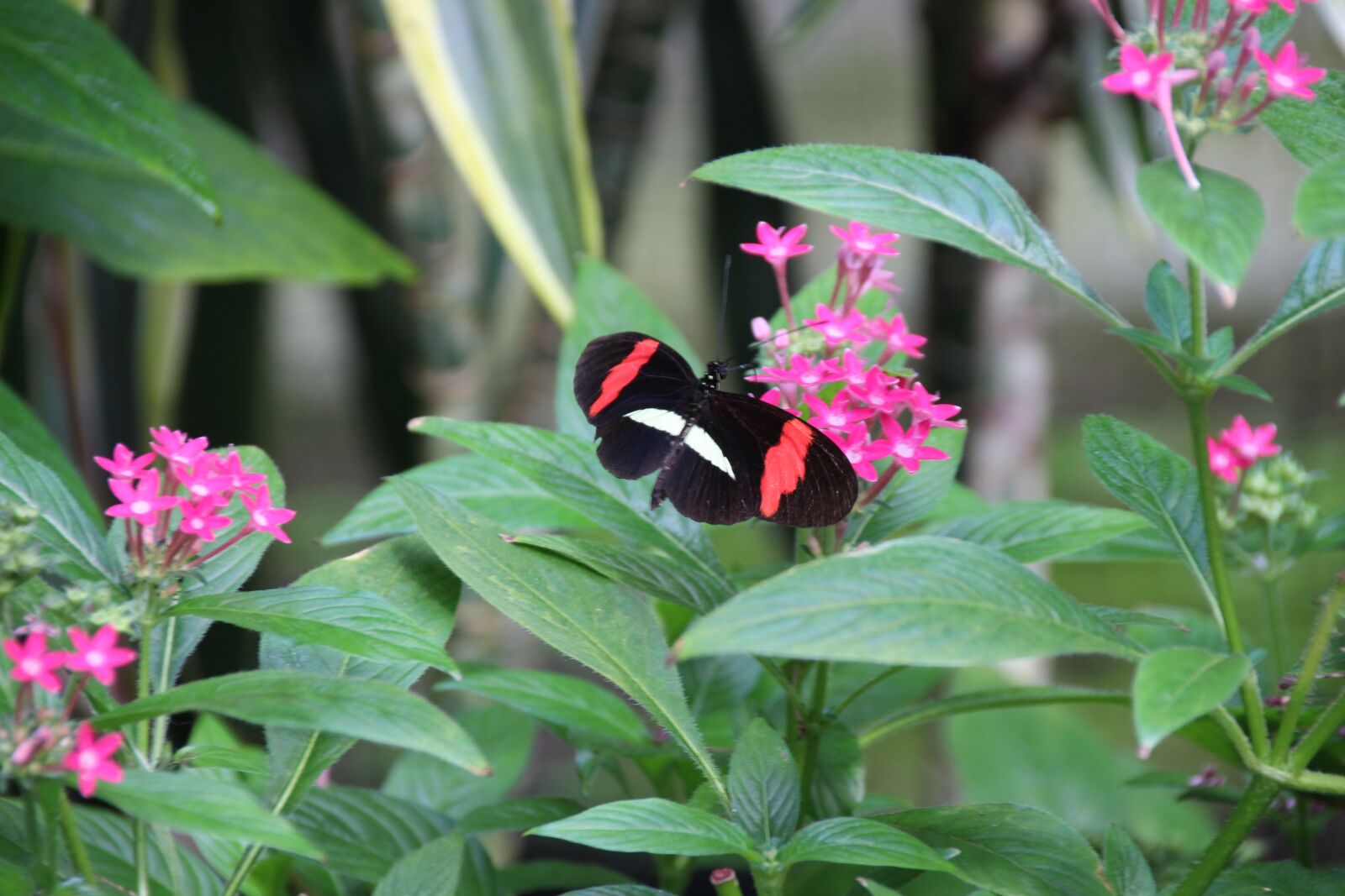 Canon EOS 700D (EOS Rebel T5i / EOS Kiss X7i) sample photo. Butterfly, black, insect photography