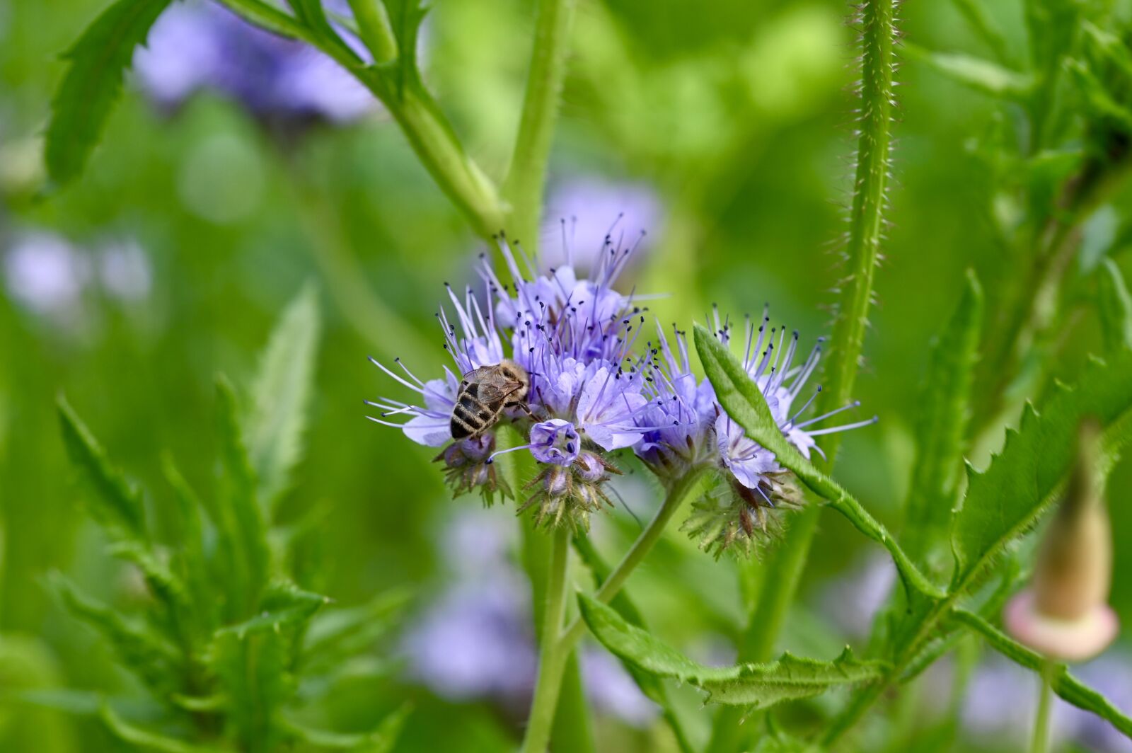 Nikon Z6 sample photo. Bee, honey bee, insect photography