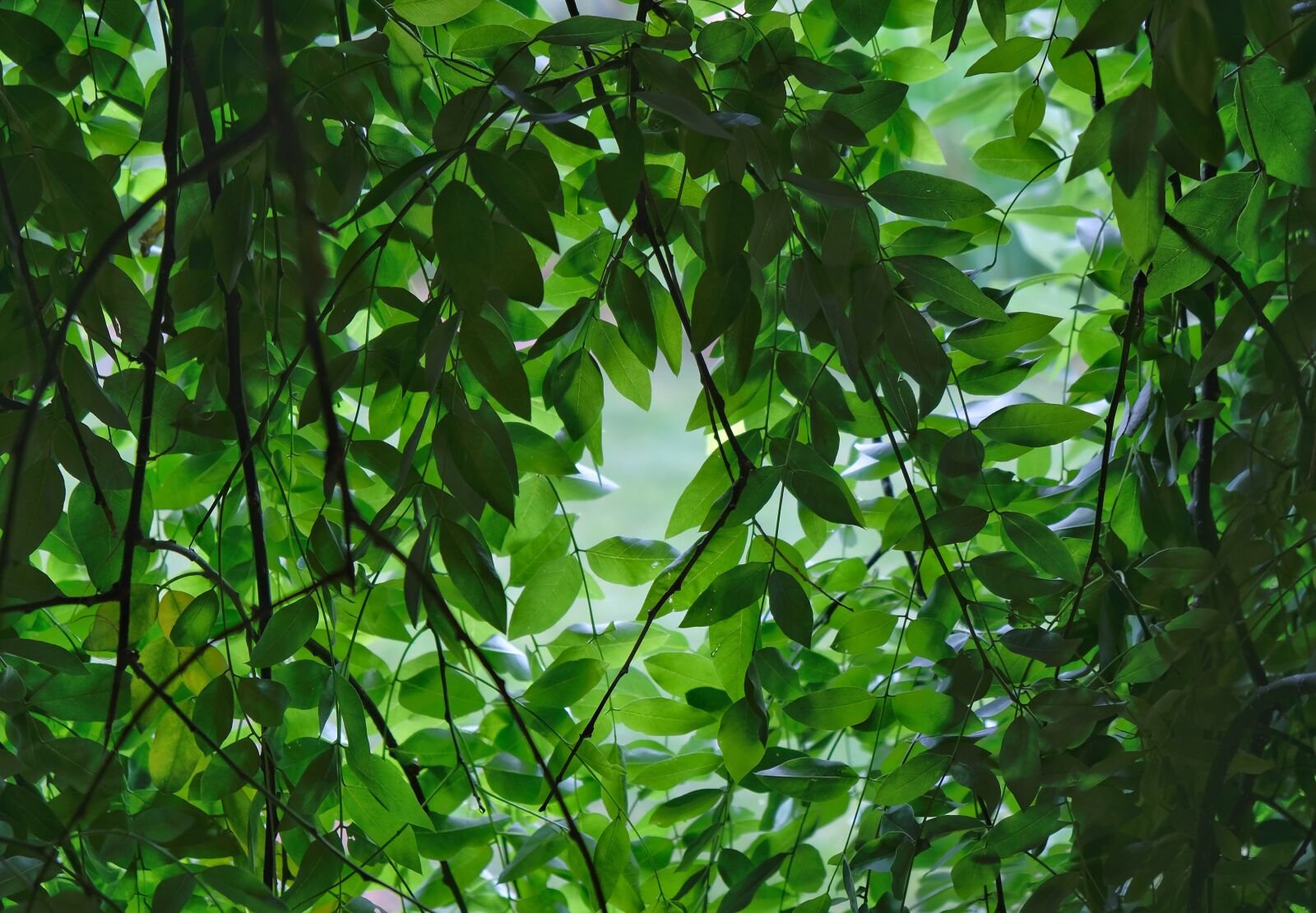 Fujifilm X-T20 sample photo. Tree, leaf, plant photography