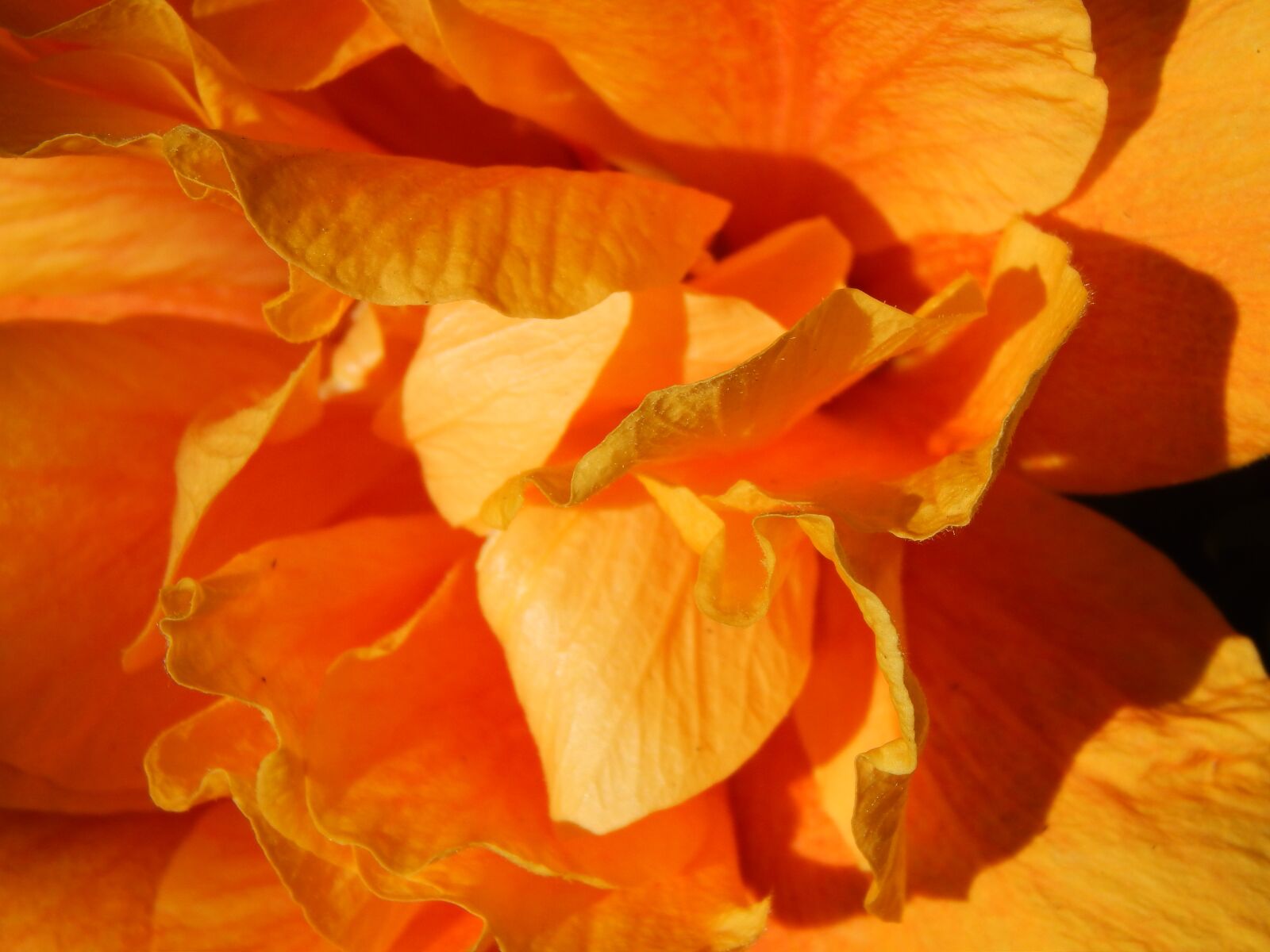 Nikon Coolpix L820 sample photo. Ibisco, flower, orange photography