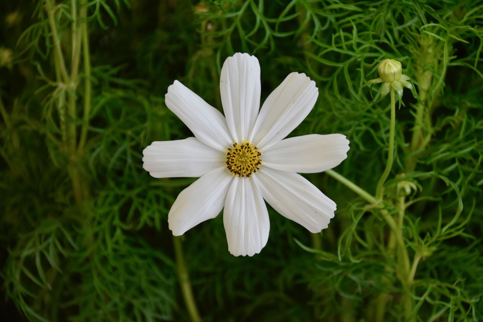 Nikon D5600 sample photo. Flower, flower cosmos, cosmos photography