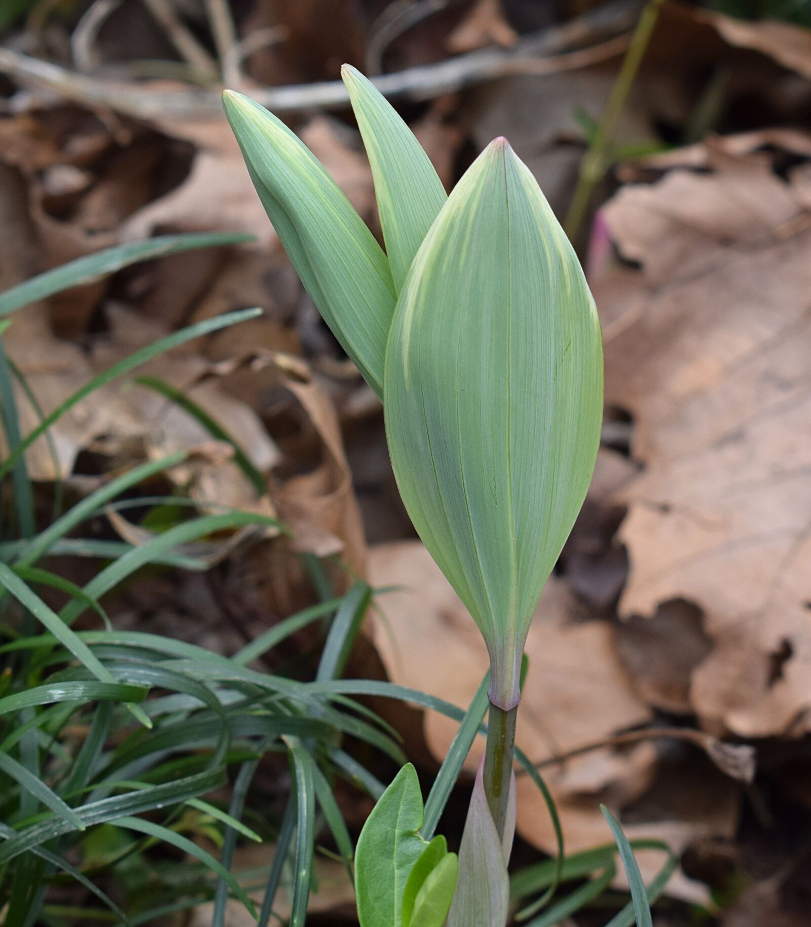 Nikon D3300 sample photo. Solomon seal sprouts, solomon photography