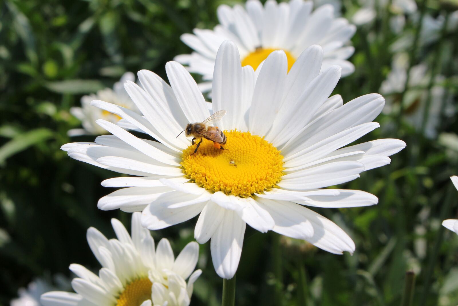 Canon EOS 700D (EOS Rebel T5i / EOS Kiss X7i) sample photo. Sweet, flower, daisy photography