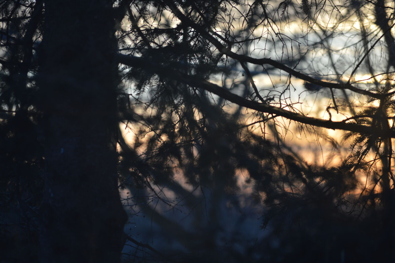 Nikon D3200 sample photo. Blurred, background, tree photography