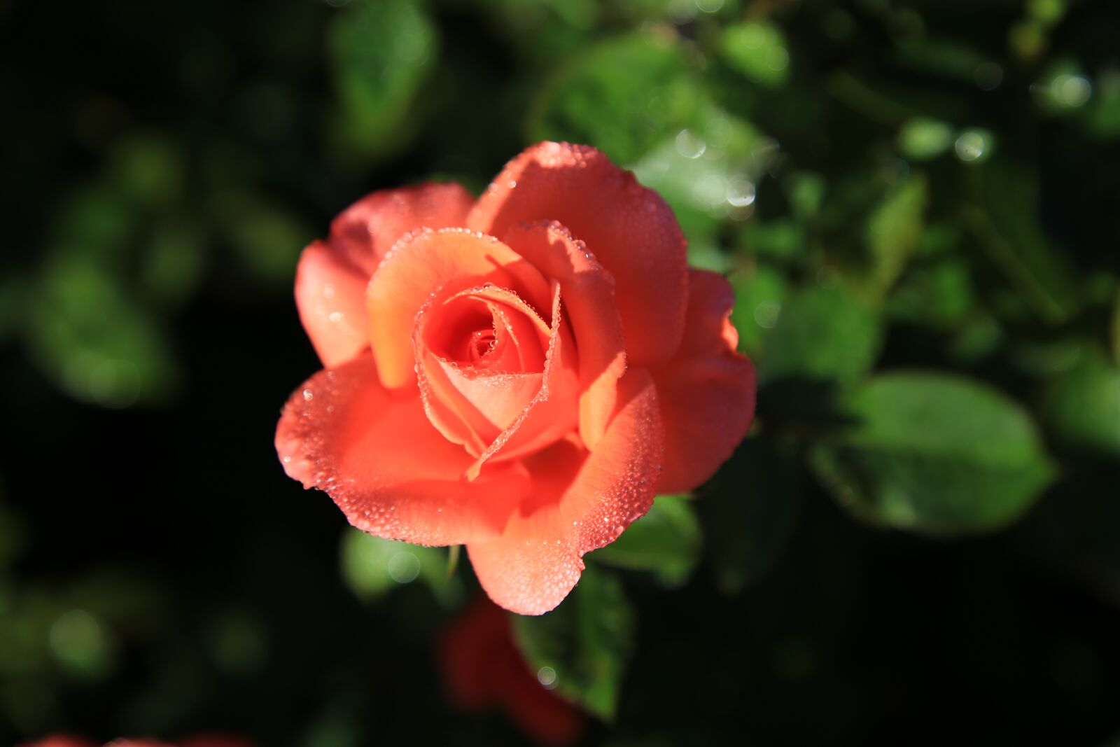 Canon EOS 6D + Canon EF 24-105mm F4L IS USM sample photo. Rose, flowers, romance photography