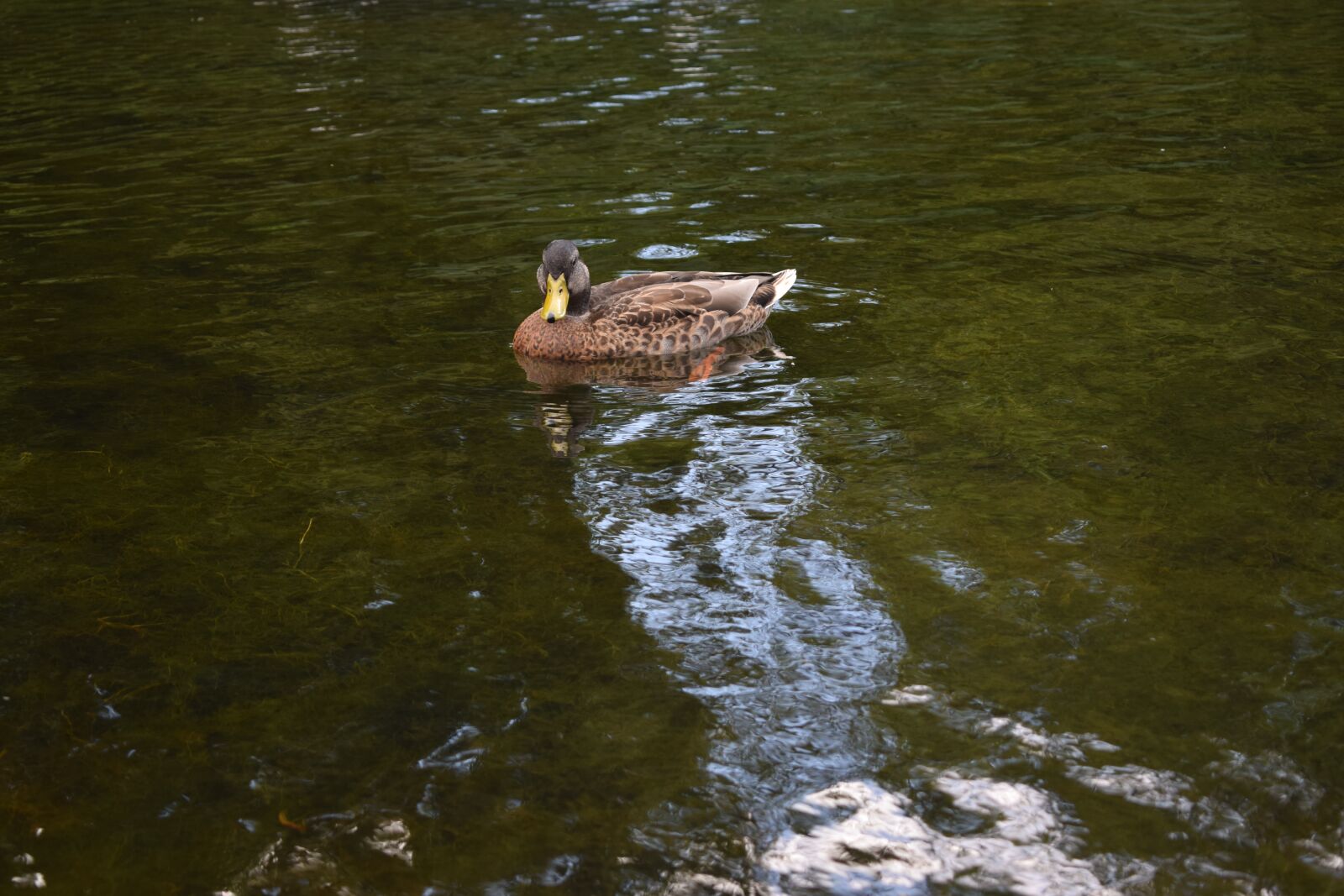 Nikon D3300 sample photo. Duck, pond, bird photography