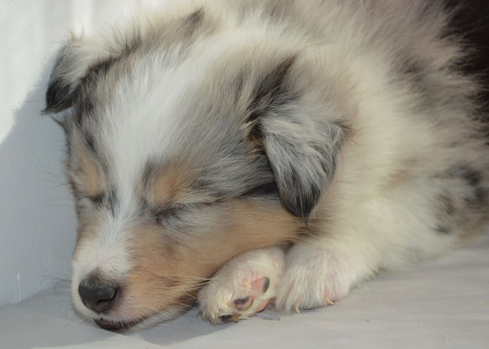 Nikon D5200 sample photo. Puppy, puppy sleeps, dog photography