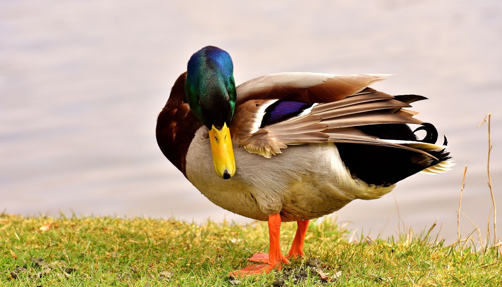 Nikon D7200 sample photo. Mallard, water bird, drake photography
