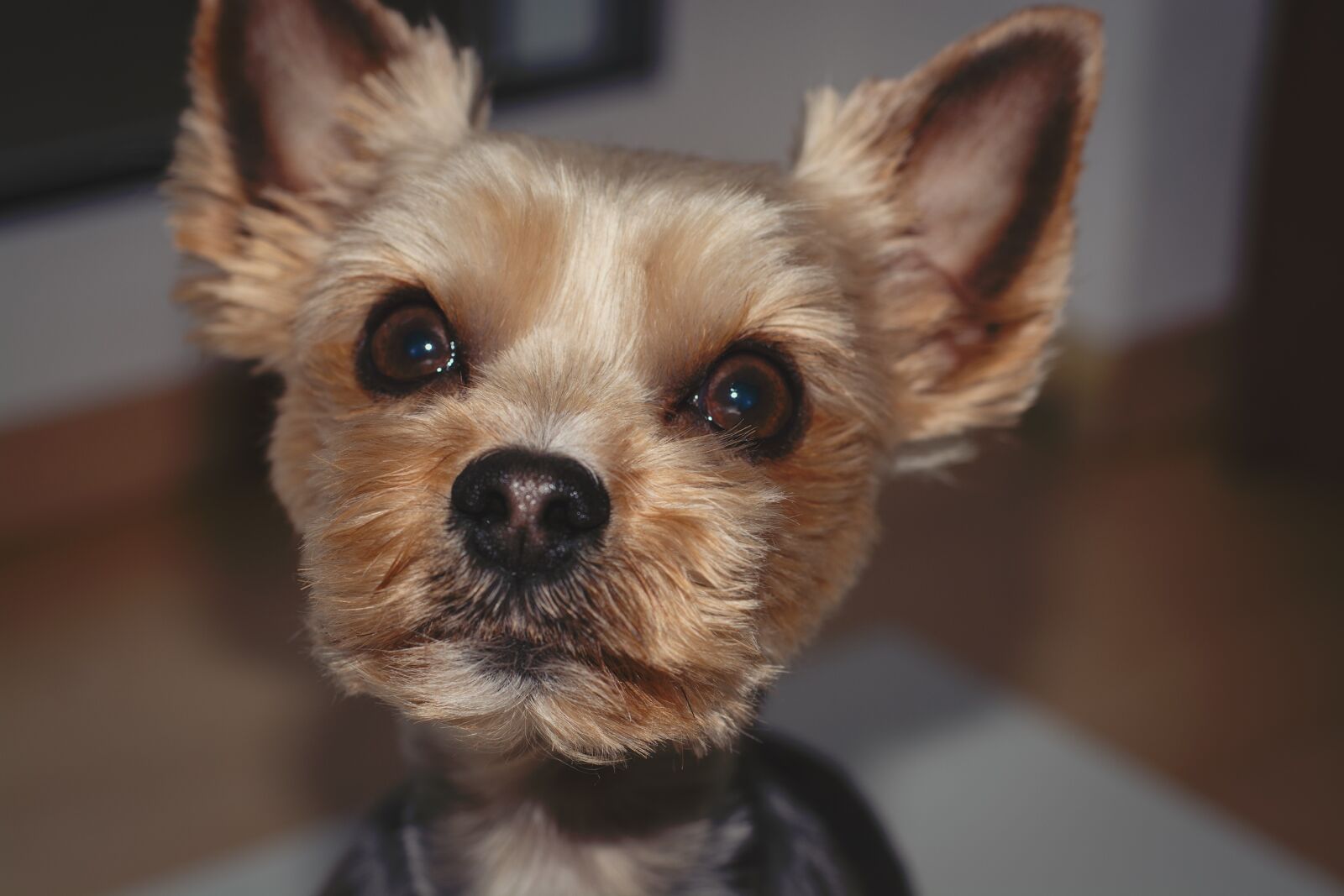 Nikon D7100 sample photo. Dog, yorki, terrier photography