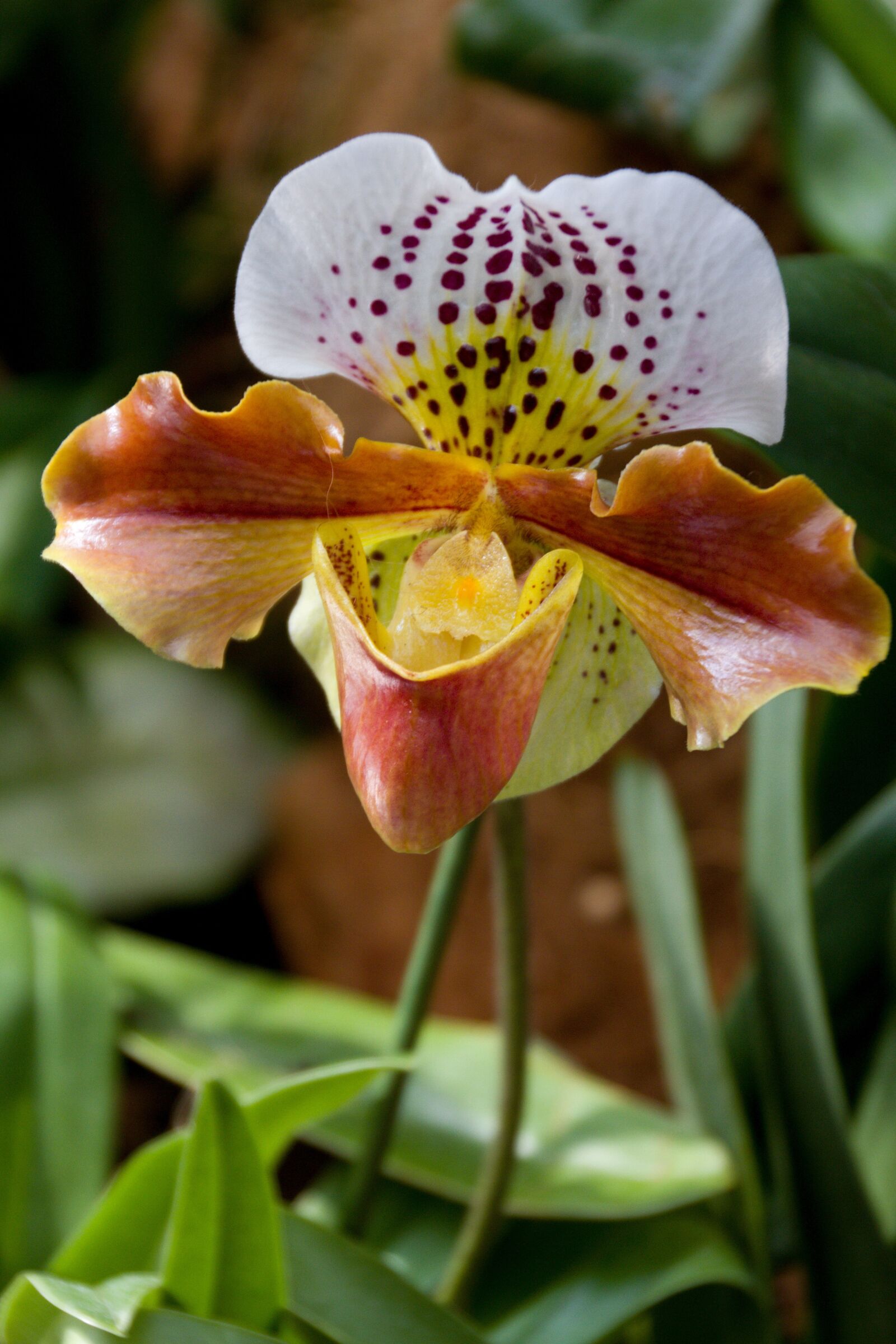 Canon EOS 7D sample photo. Nature, flower, plant photography