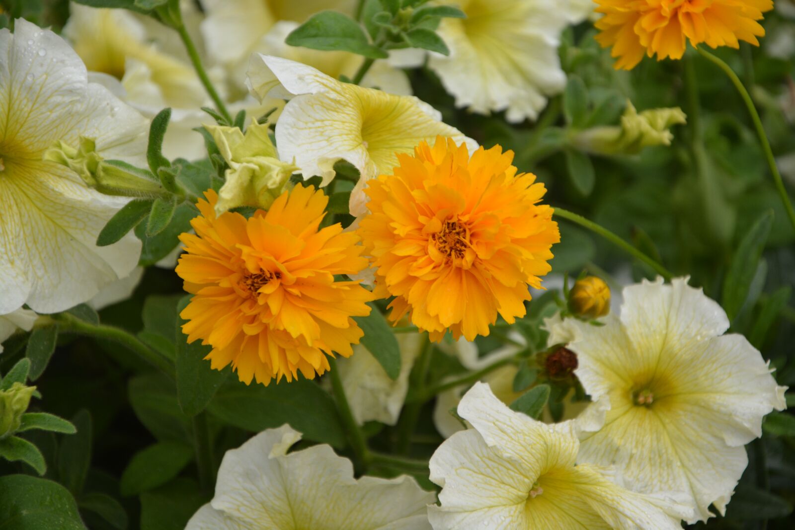 Nikon D5200 sample photo. Orange flowers, jardiniere, garden photography