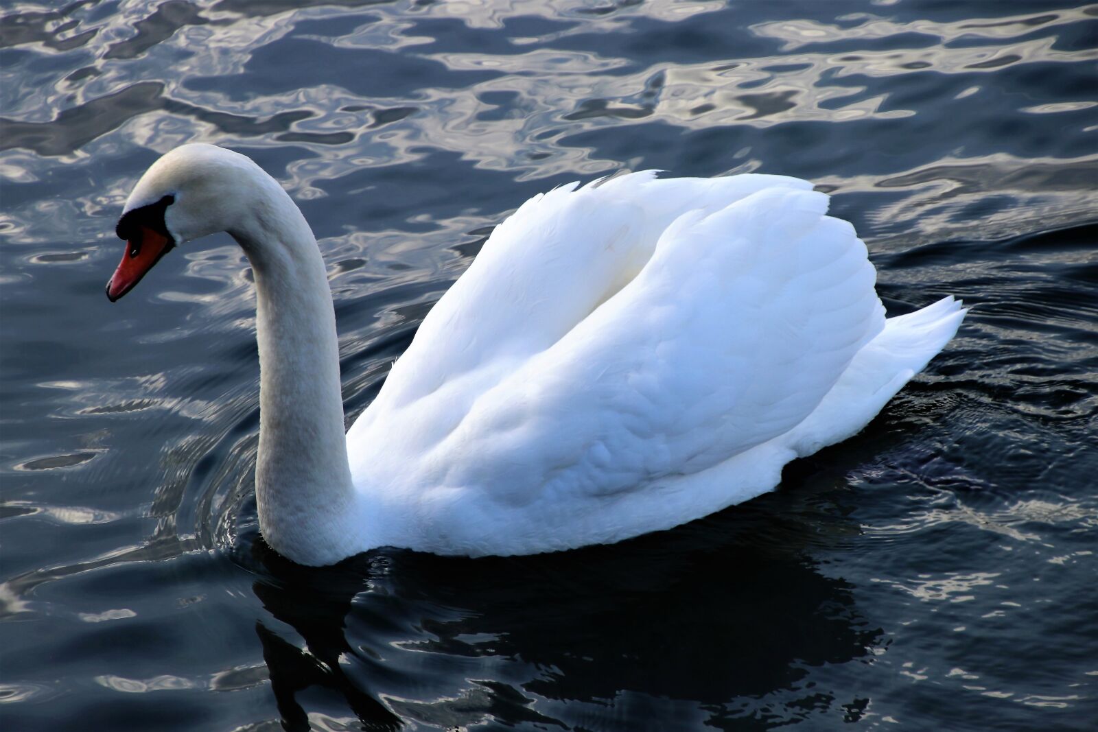 Canon EOS 80D sample photo. Lake, water, birds photography