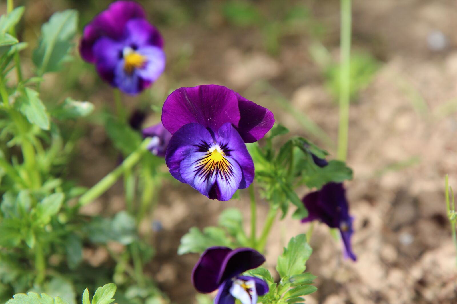 Canon EOS 600D (Rebel EOS T3i / EOS Kiss X5) sample photo. Thinking, mini thoughts, thoughts photography