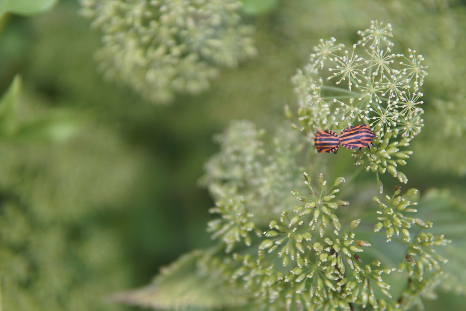 30mm F1.4 DC DN | Contemporary 016 sample photo. Insect, pairing, beetles photography