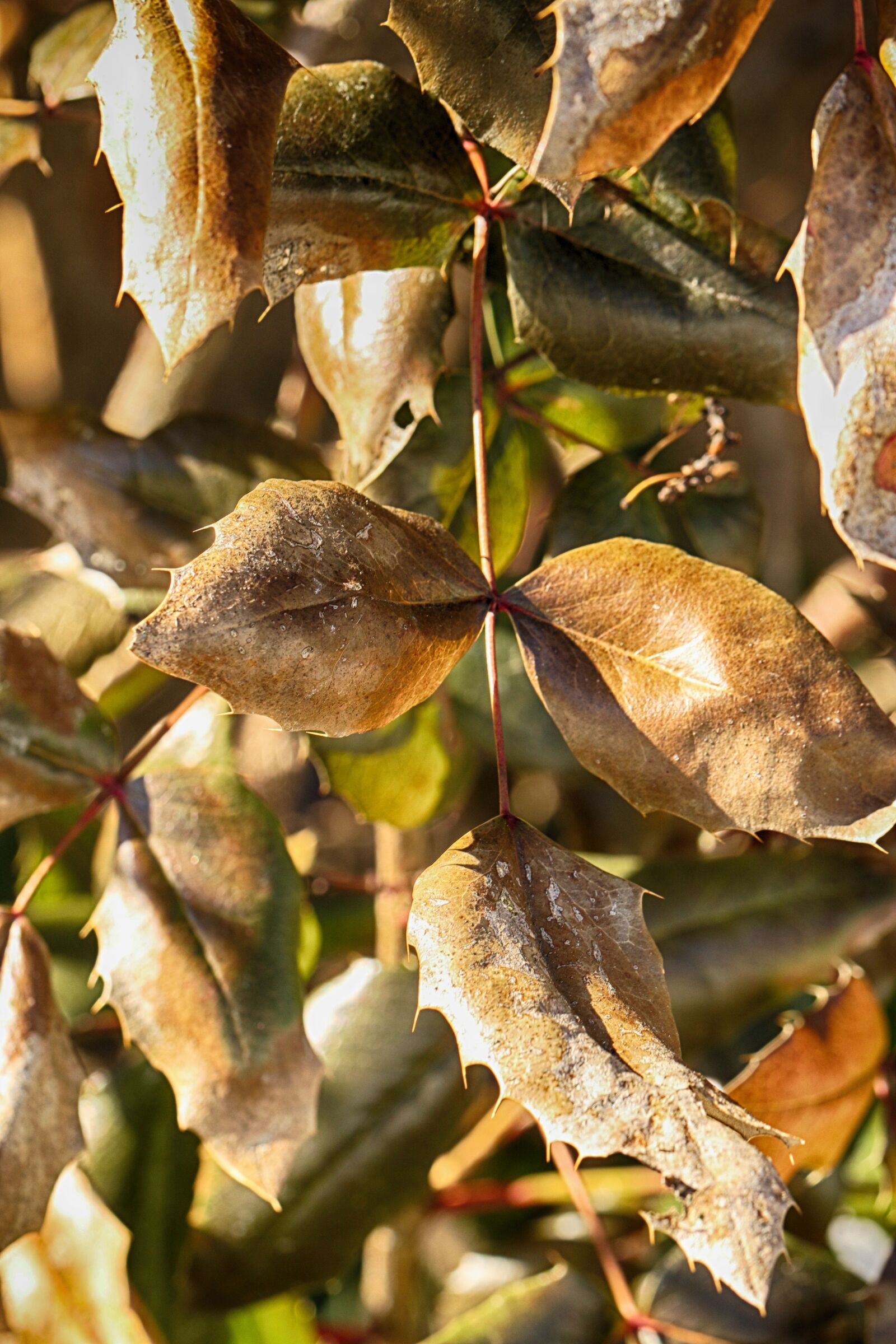 Canon EOS 7D Mark II sample photo. Leaf, nature, tree photography