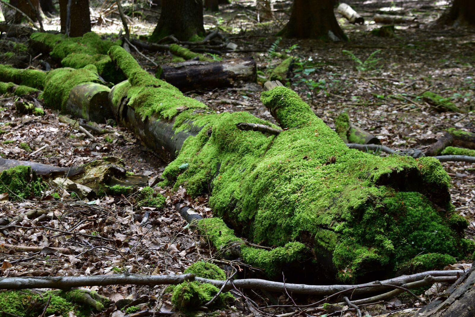 Nikon D3400 sample photo. Moss, nature, forest photography