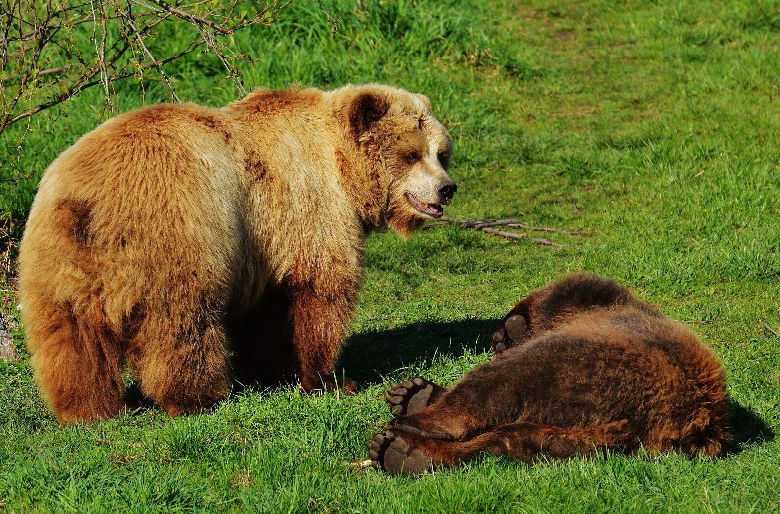 Nikon D3200 sample photo. Bear, wildpark poing, play photography