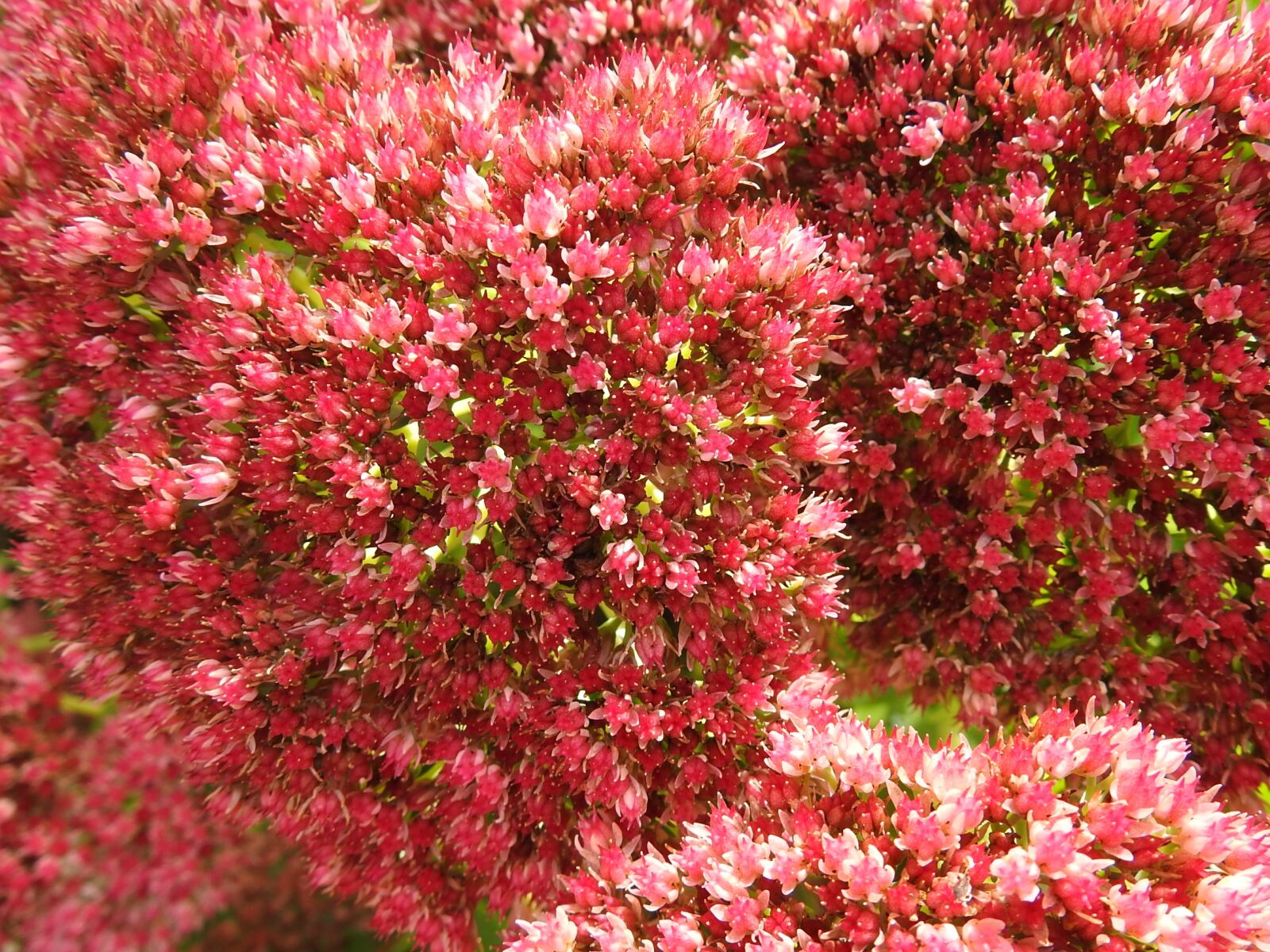 Nikon Coolpix P900 sample photo. Botany, pink flower, plants photography