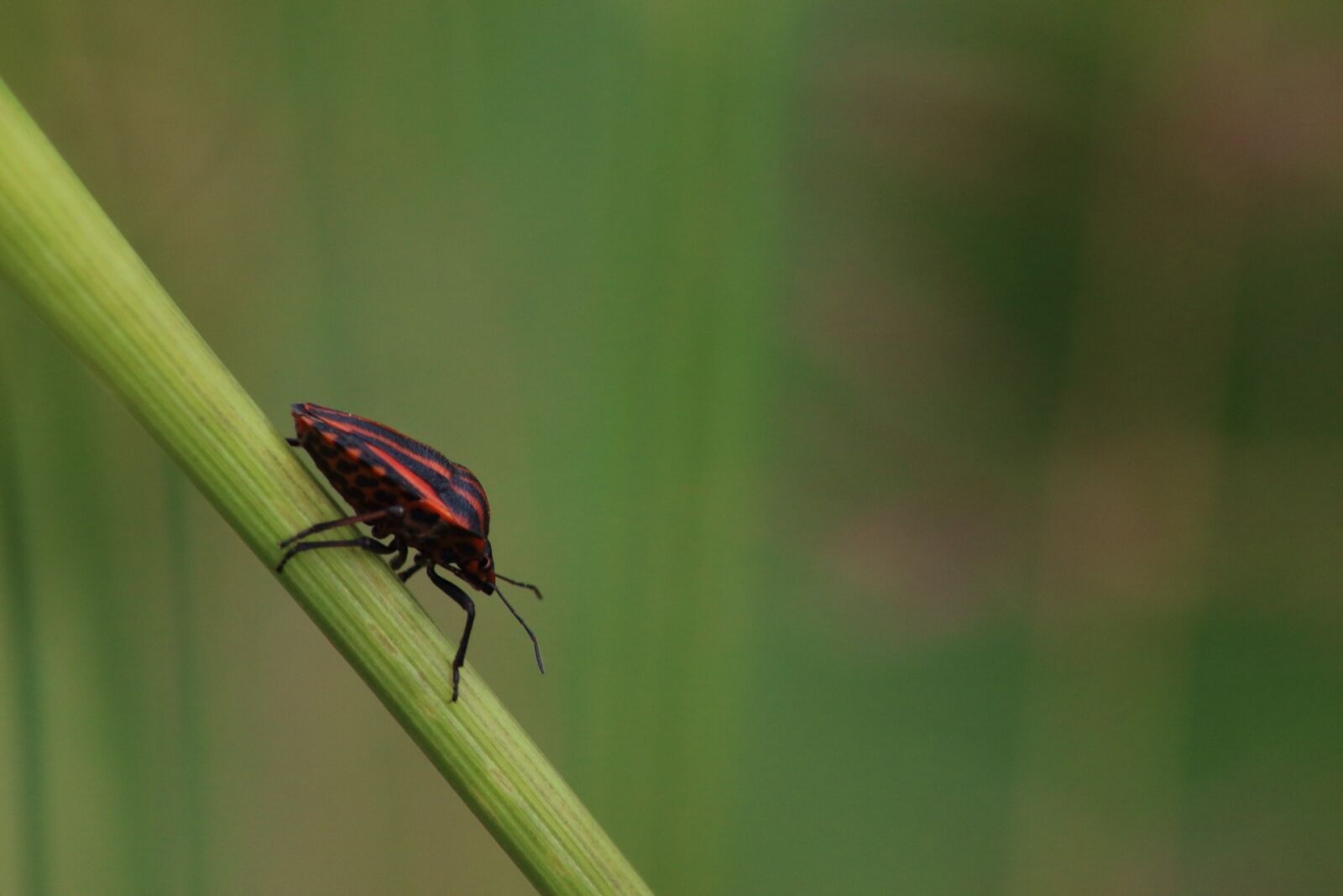 Canon EOS 1200D (EOS Rebel T5 / EOS Kiss X70 / EOS Hi) sample photo. No one, insect, nature photography