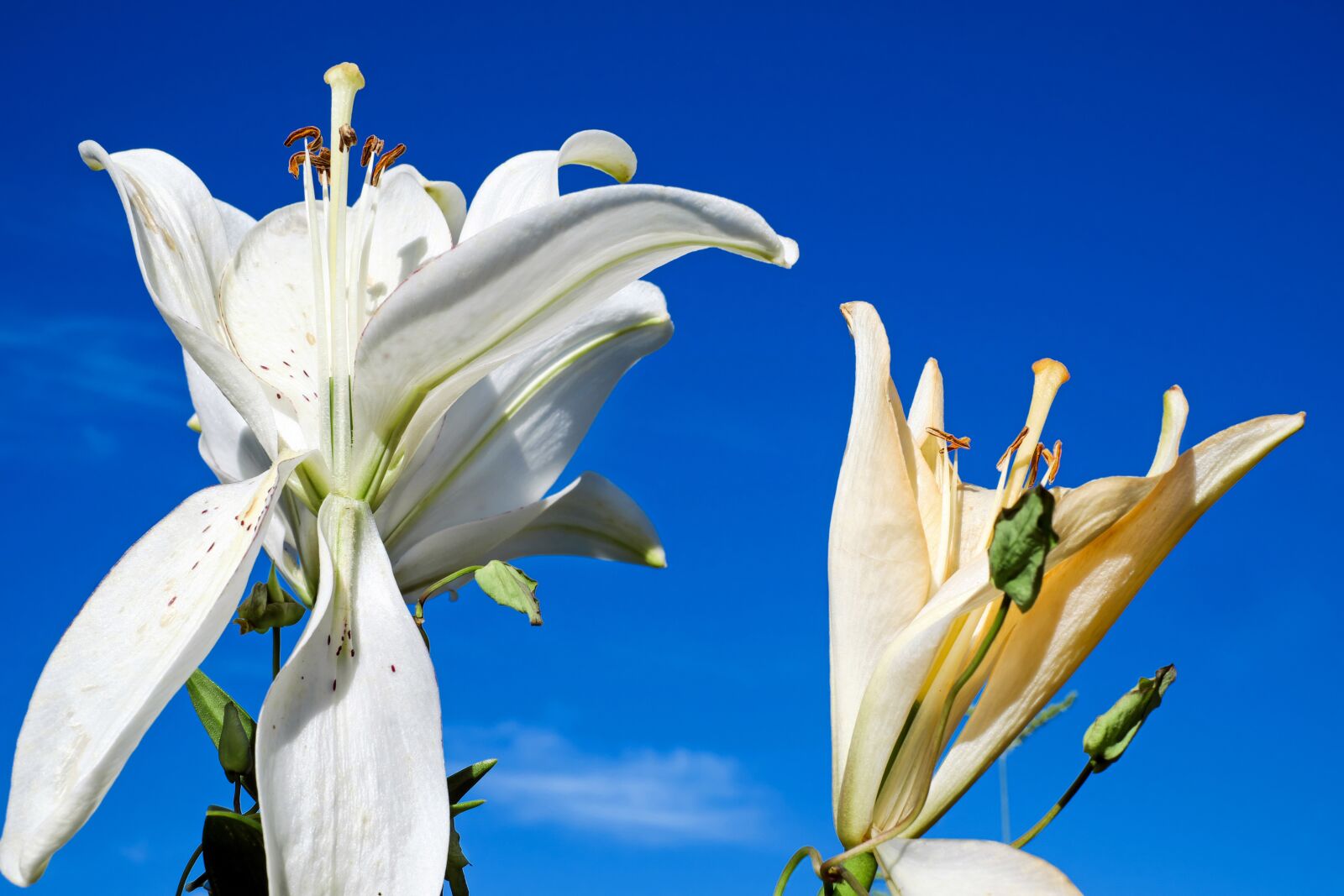 Fujifilm X-T10 + Fujifilm XF 35mm F1.4 R sample photo. Lily, flower, blossom photography