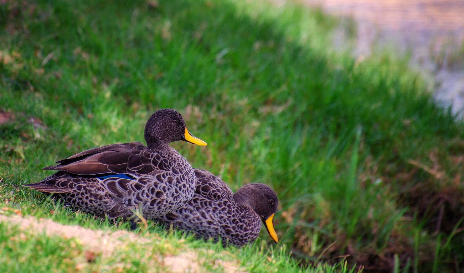 Nikon D7000 sample photo. Ducks, water, bird photography