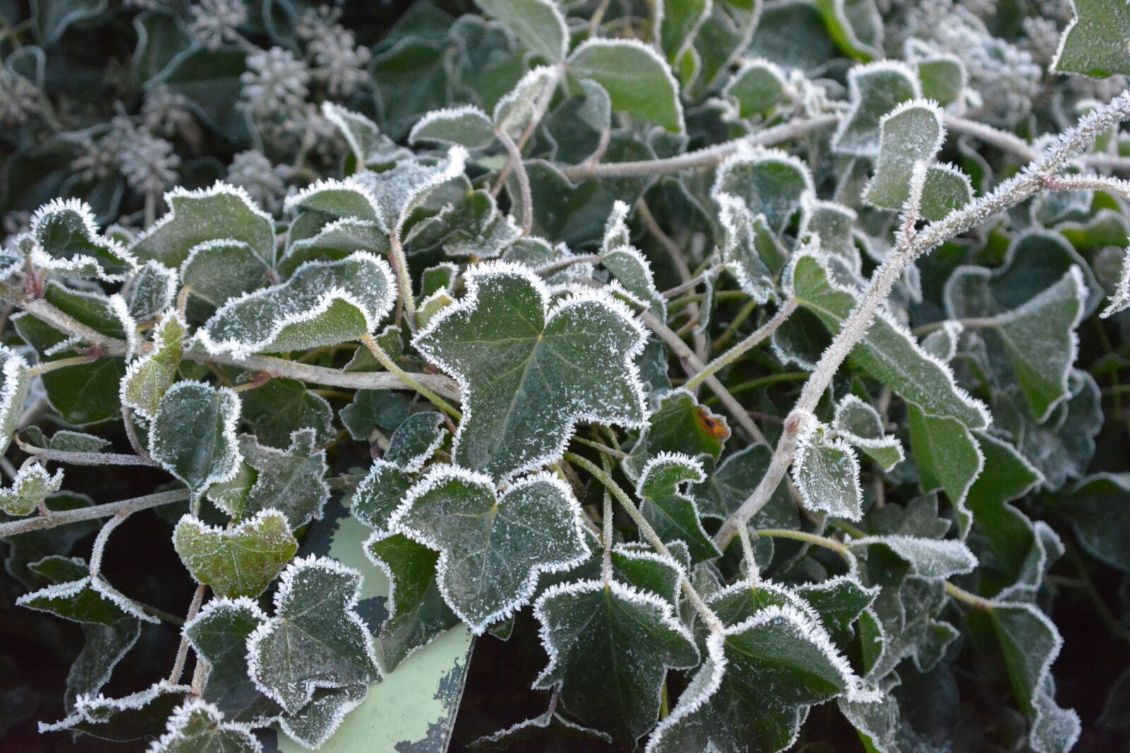 Nikon D5200 sample photo. Winter, freezing, frozen photography