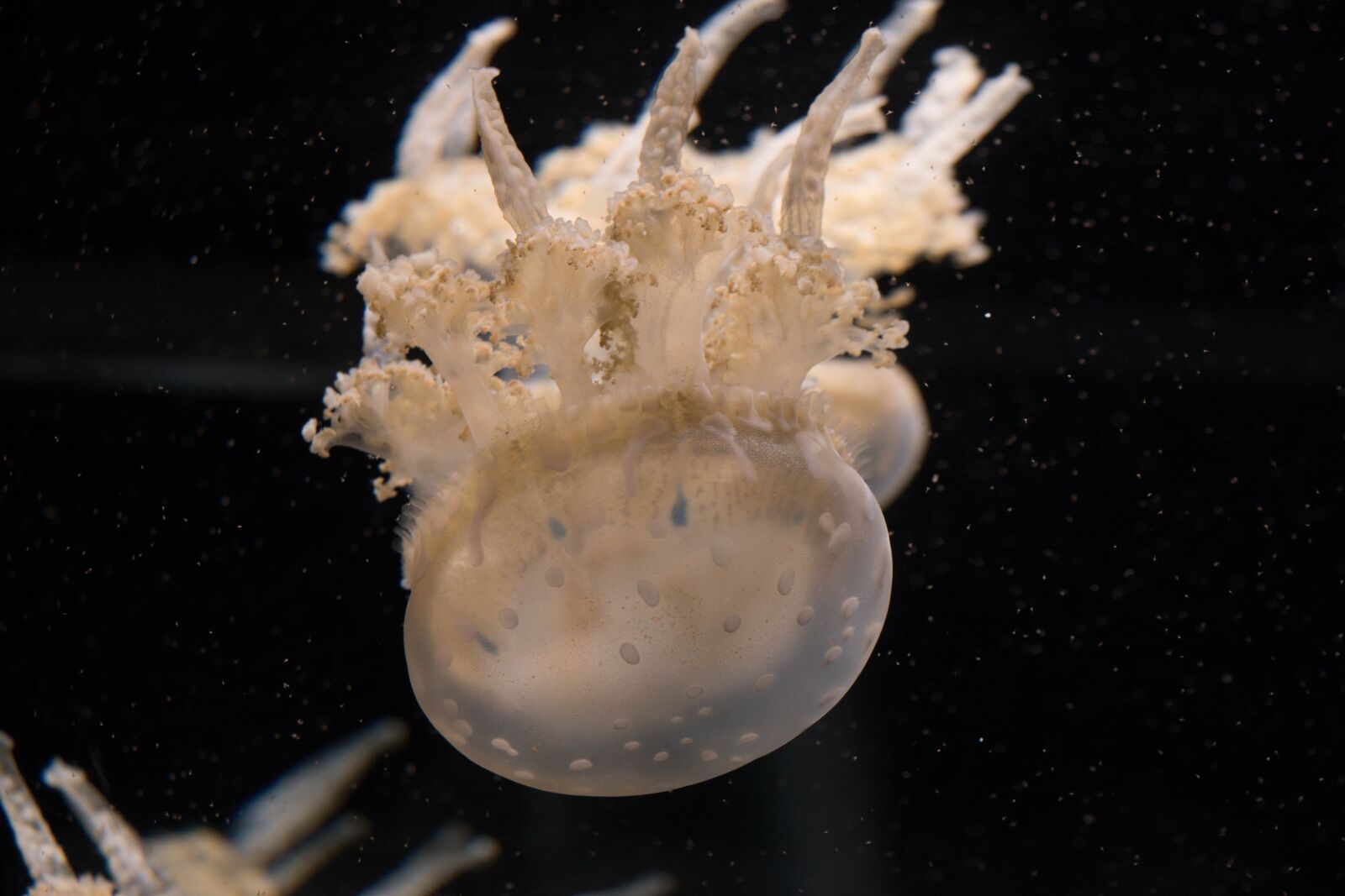 Canon EOS 70D sample photo. Aquarium, underwater, jellyfish photography