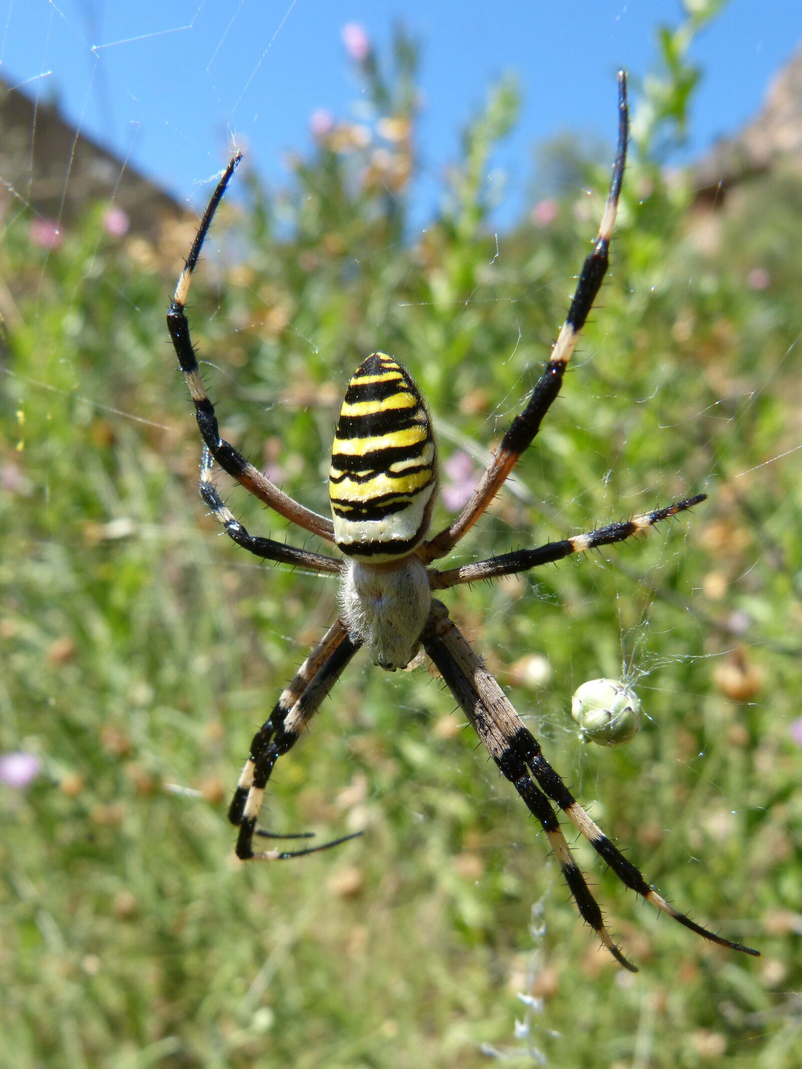 Panasonic DMC-FZ62 sample photo. Spider tiger, web, arachnid photography