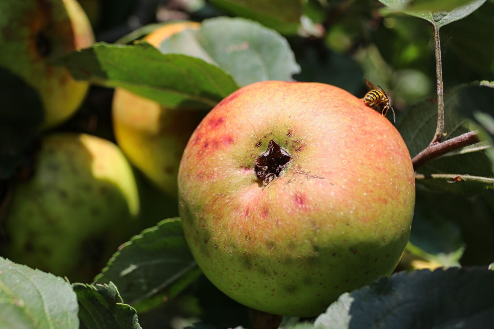 18-300mm F3.5-6.3 DC MACRO OS HSM | Contemporary 014 sample photo. Apple, bee, apple tree photography