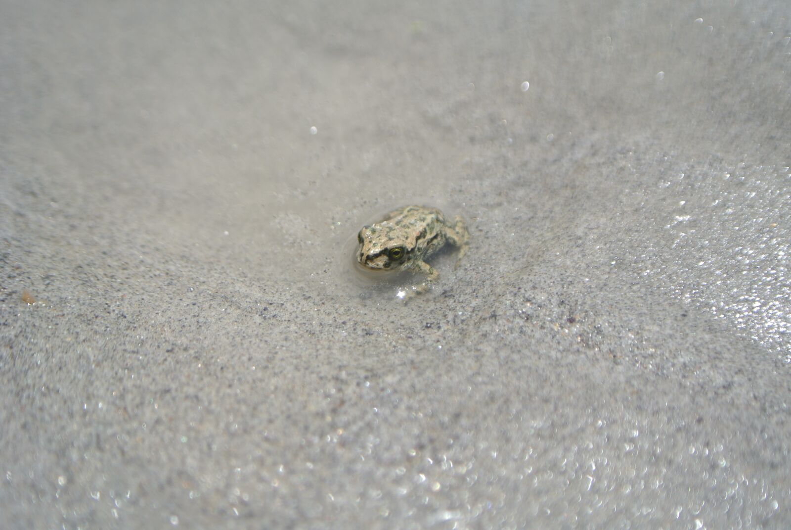 Nikon 1 J1 sample photo. Frog, on, sand photography