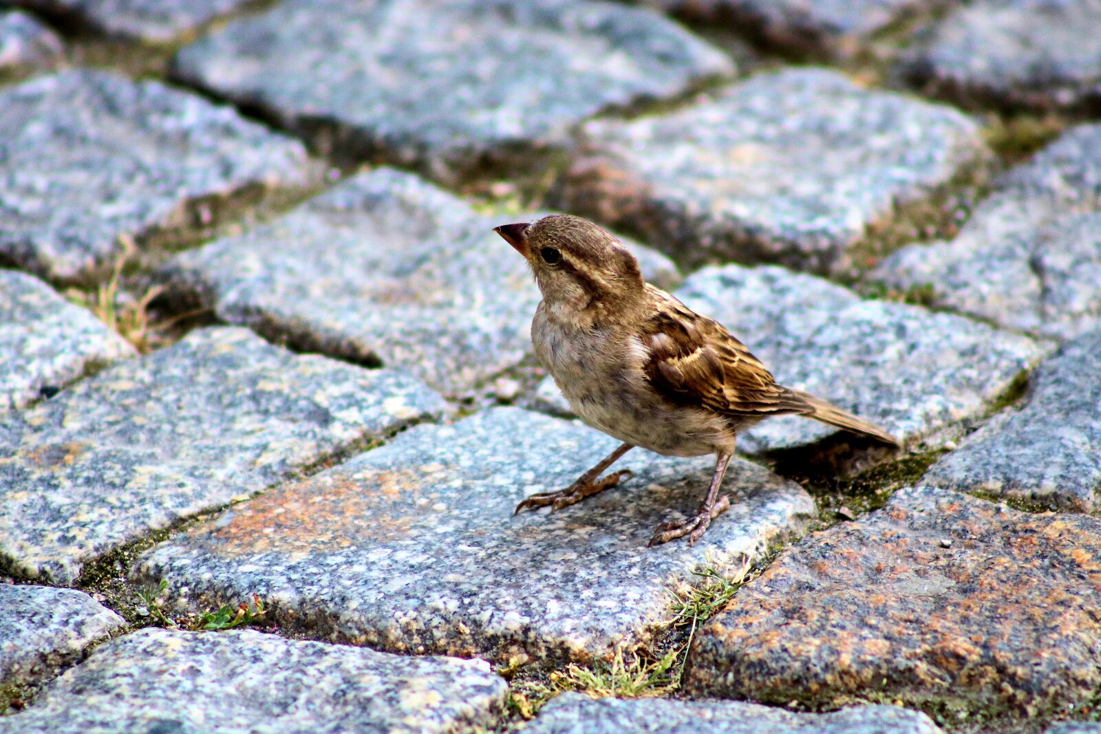 Canon EOS 750D (EOS Rebel T6i / EOS Kiss X8i) sample photo. Sparrow, bird, pavement photography