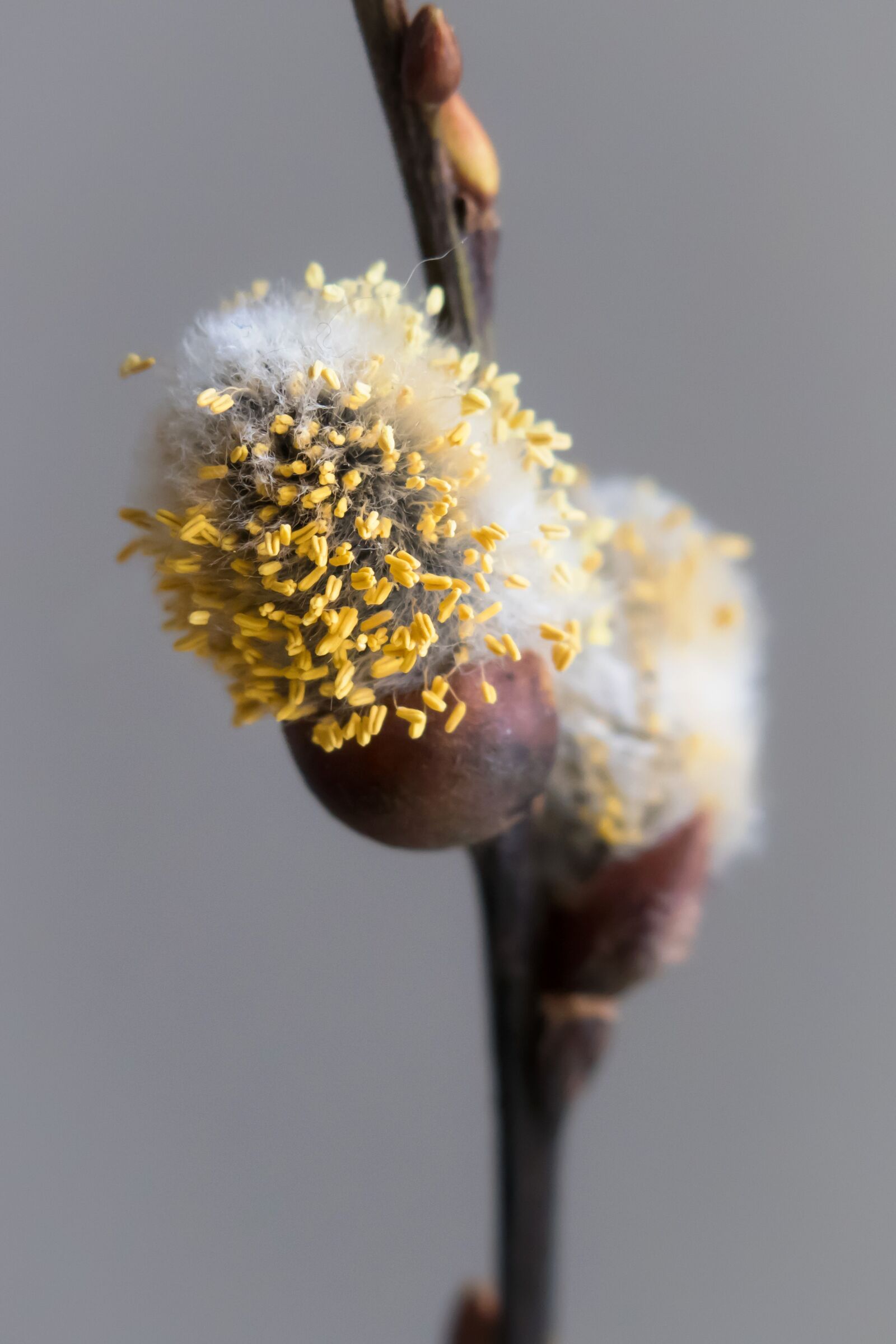 Canon PowerShot G3 X sample photo. Willow catkins, kitten, branch photography