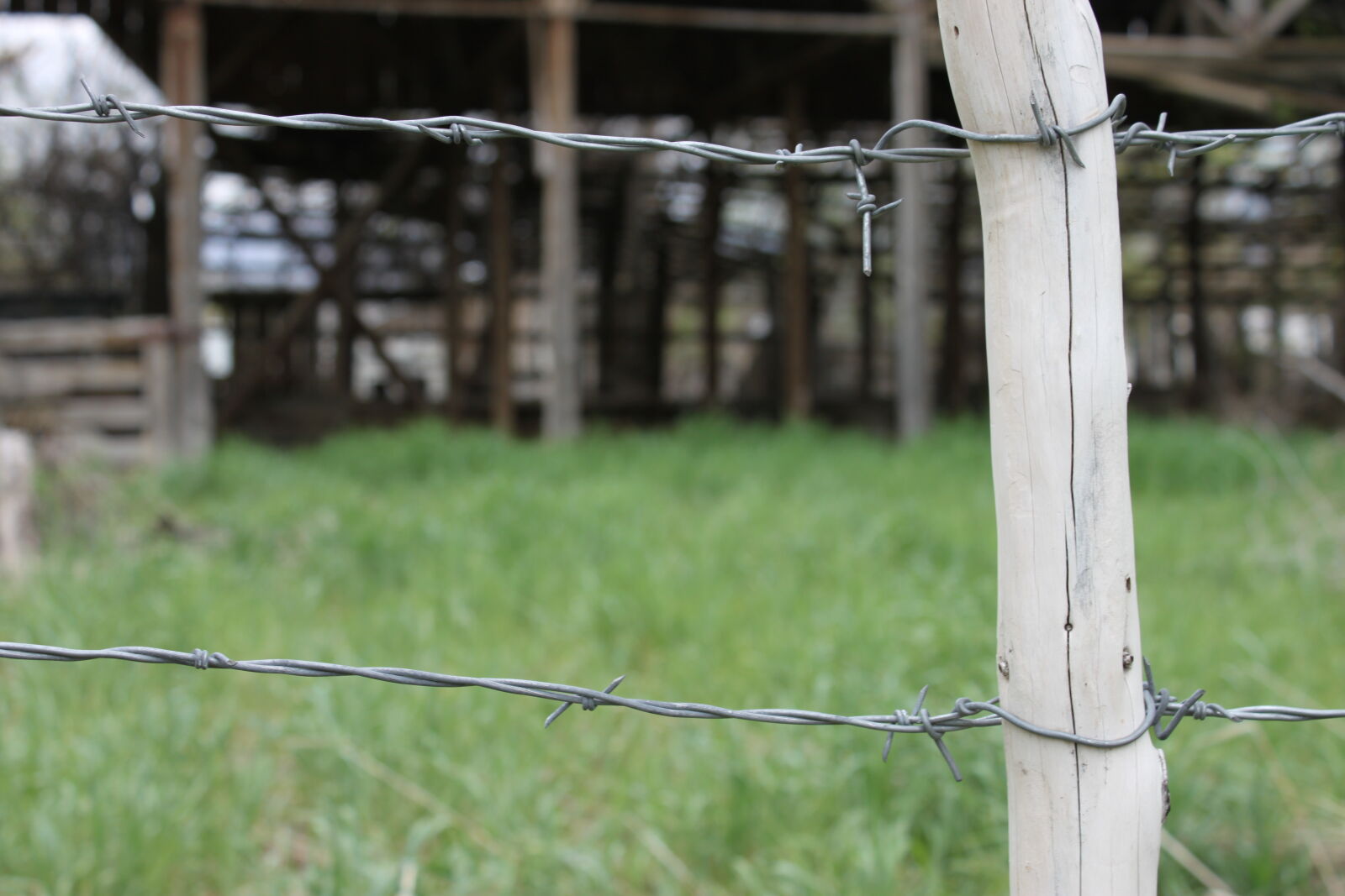 Canon EF-S 18-55mm F3.5-5.6 IS sample photo. Barbed, wire, grass photography