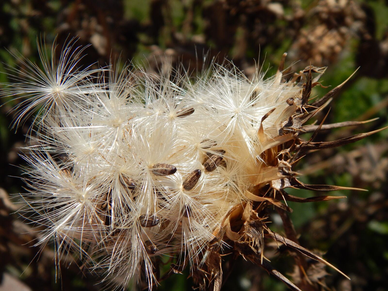 Nikon Coolpix L820 sample photo. Thistle, seeds, vilanos photography