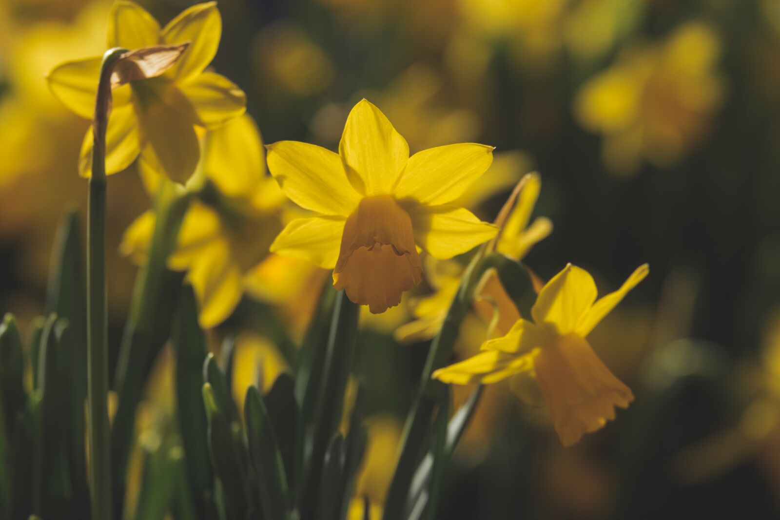 Fujifilm XF 55-200mm F3.5-4.8 R LM OIS sample photo. Daffodils, flowers, spring photography