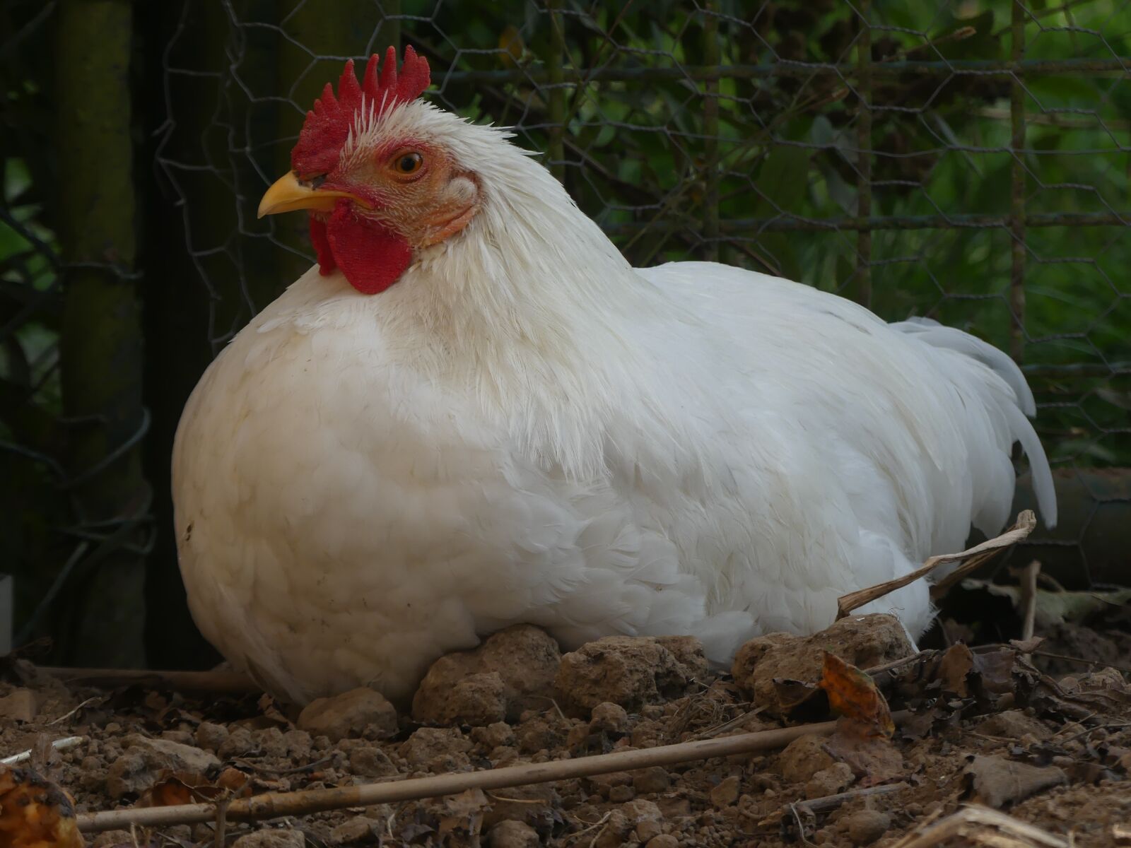 Panasonic Lumix DMC-FZ300 sample photo. Hahn, white, poultry photography