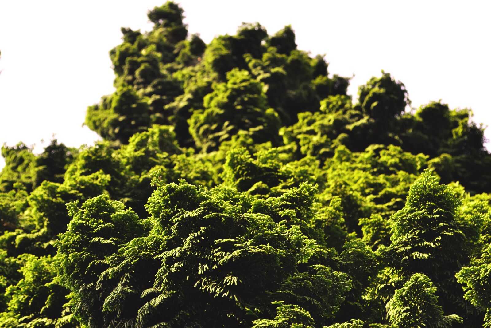 Nikon D3100 sample photo. Tree, green, nature photography