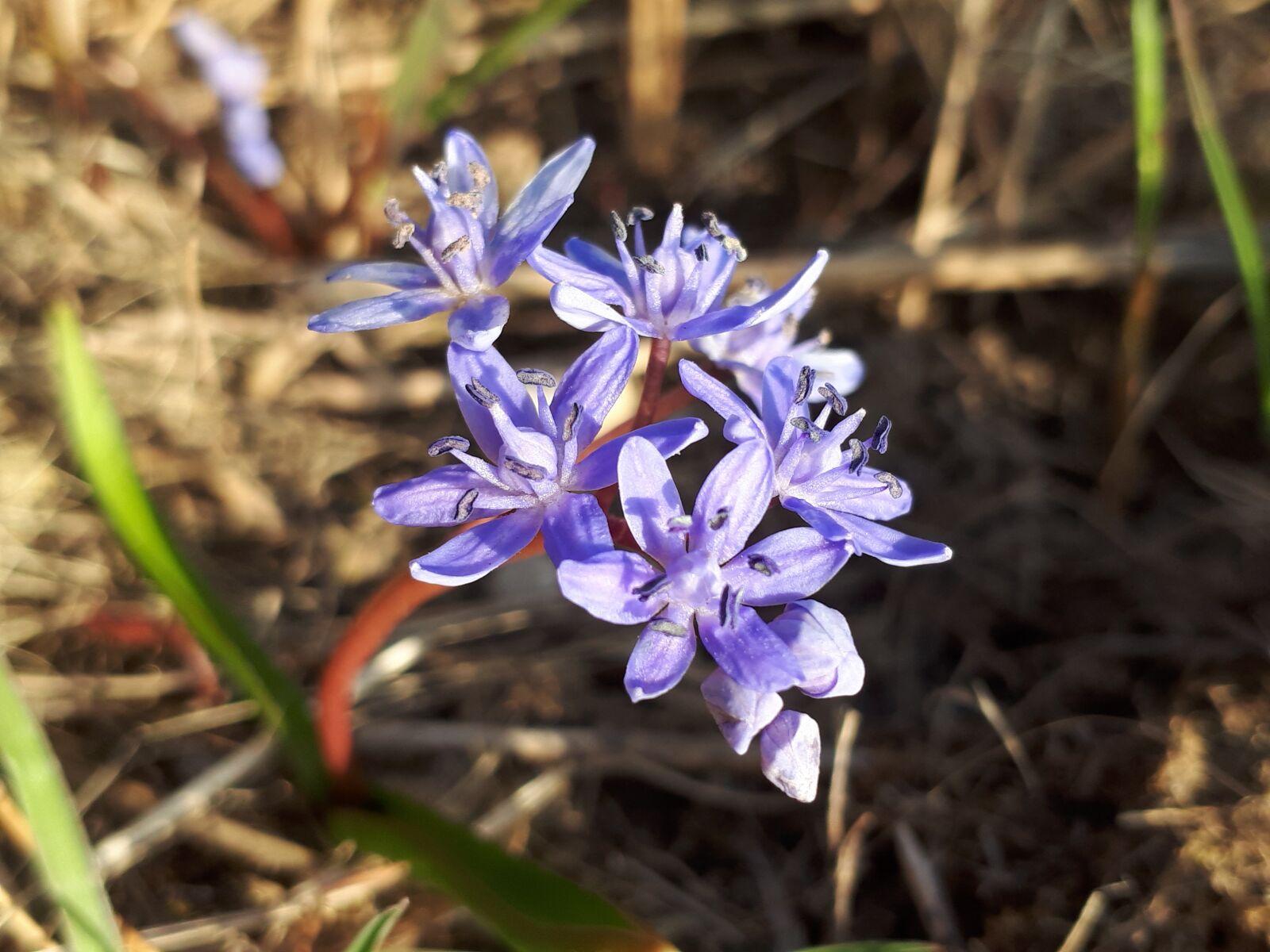 Samsung Galaxy A5(2017) sample photo. Spring, flower, harbinger of photography