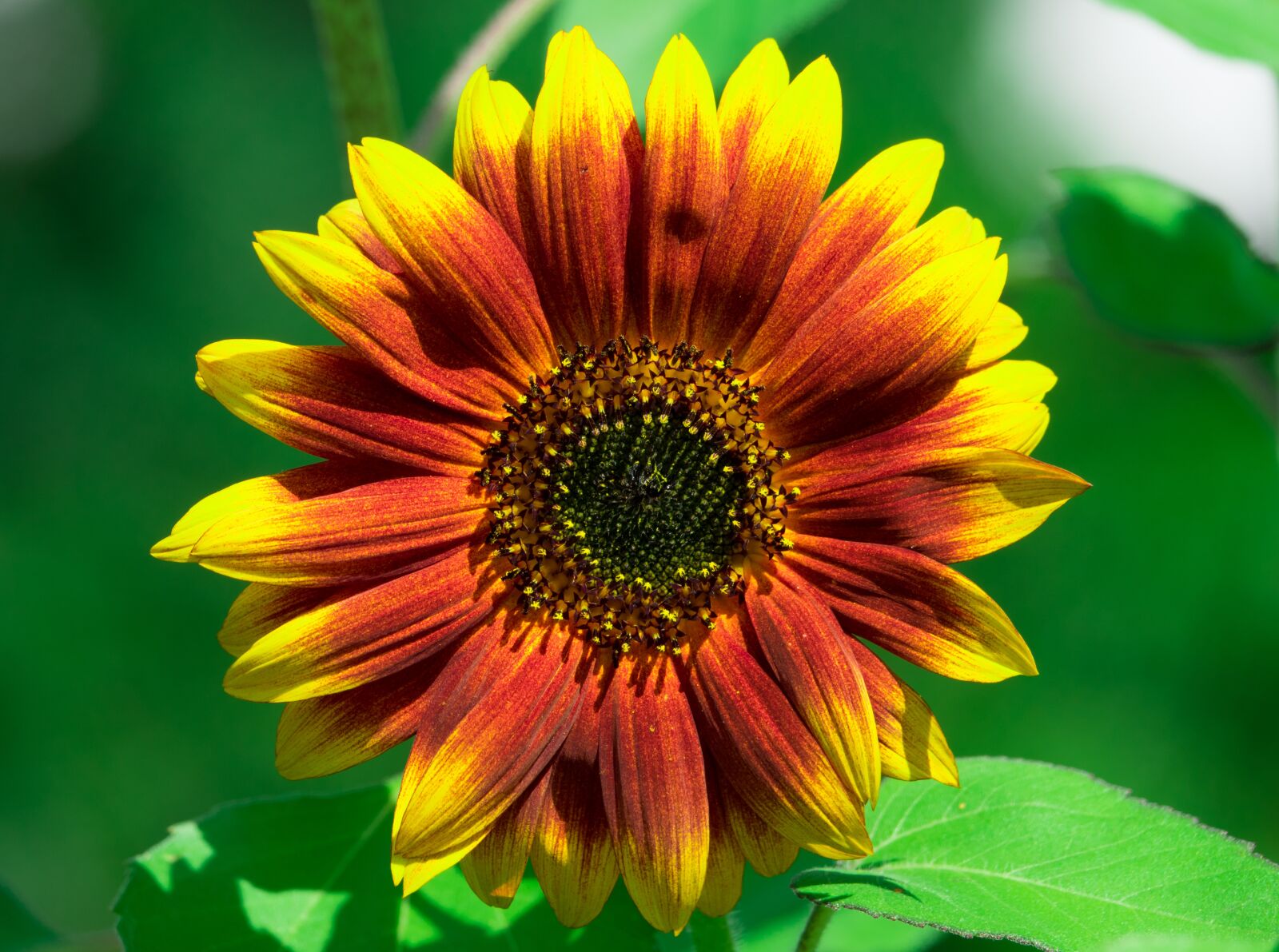 Sony Cyber-shot DSC-RX10 III sample photo. Sunflower, summer, yellow photography