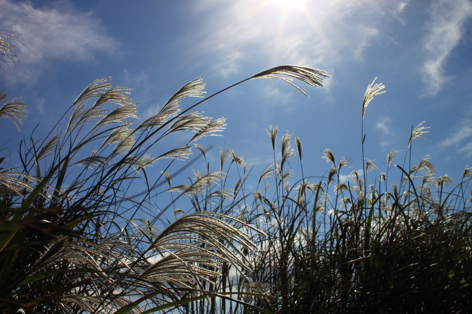 Canon EOS 500D (EOS Rebel T1i / EOS Kiss X3) sample photo. Reed, autumn, nature photography