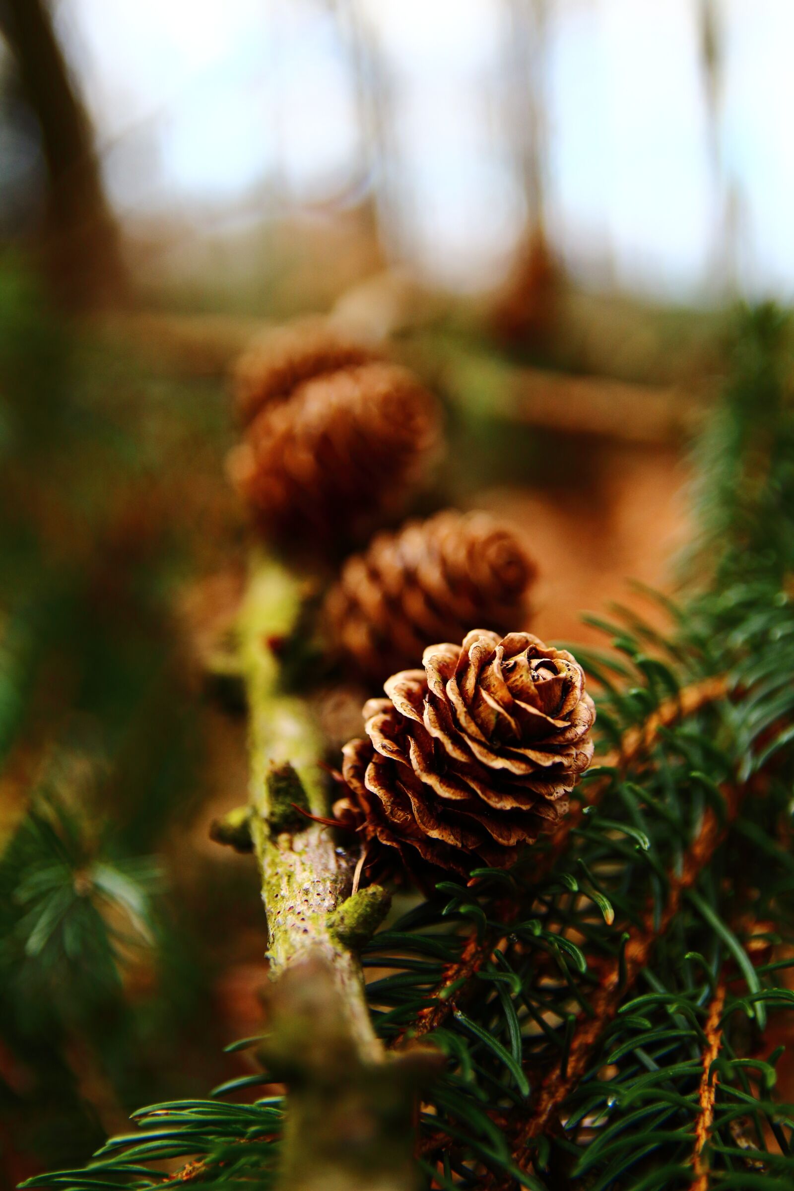 Canon EOS 1300D (EOS Rebel T6 / EOS Kiss X80) sample photo. Tree, winter, fir tree photography