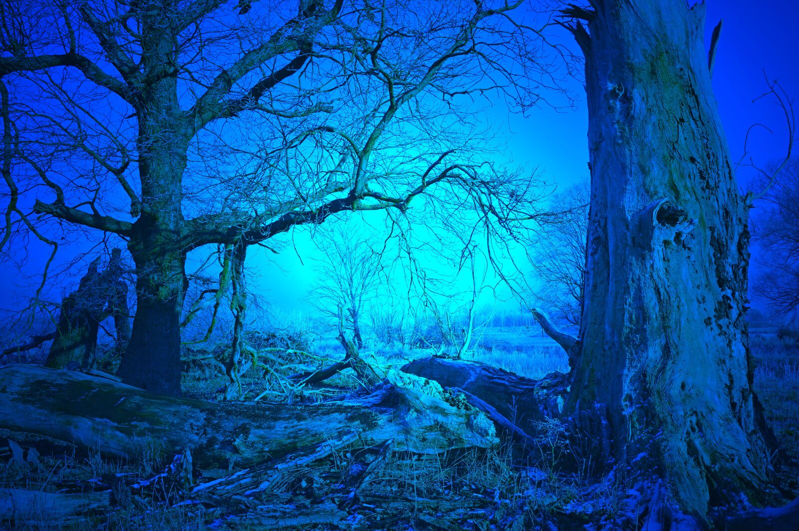 Nikon D3200 sample photo. Trees, forest, tribe photography
