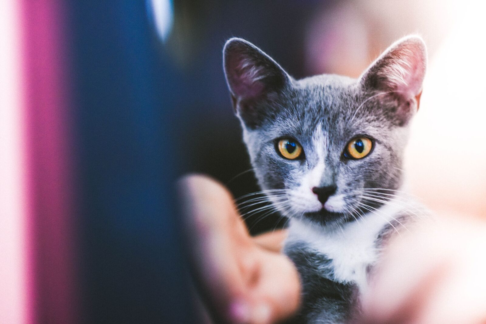 Nikon D7200 sample photo. Kitten, cat, pet photography