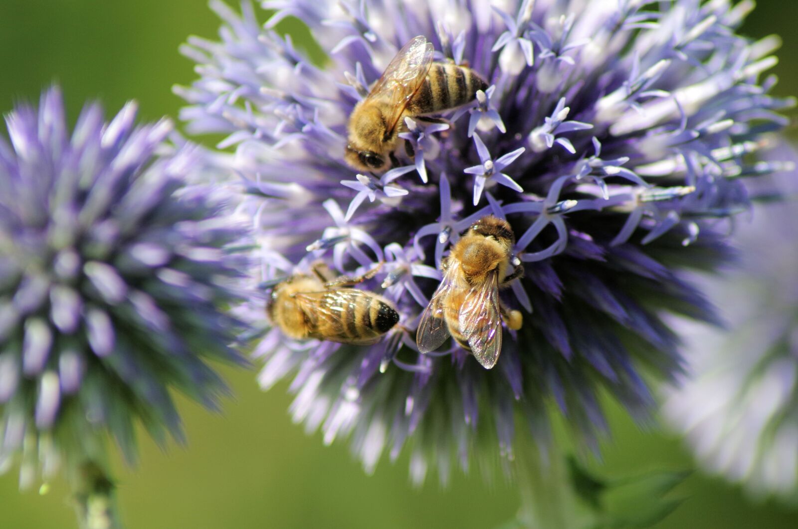 Pentax K-50 sample photo. Bees, thistle, nature photography