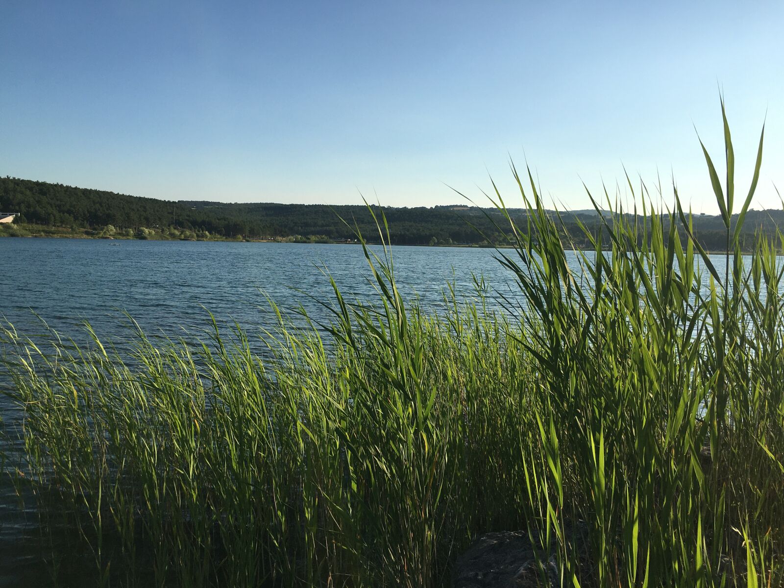 iPhone 6s back camera 4.15mm f/2.2 sample photo. Lake, pond, nature photography