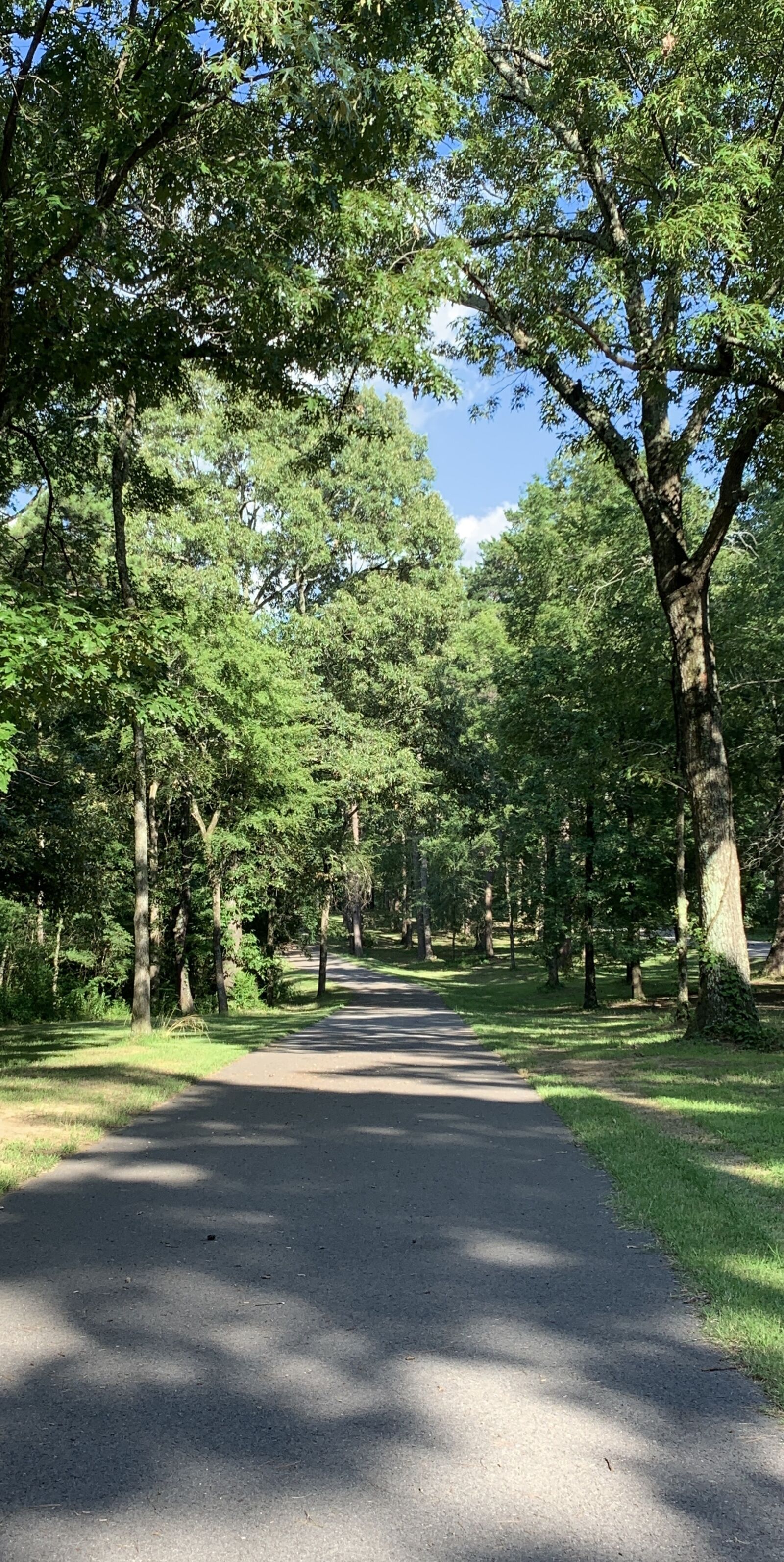 iPhone XR back camera 4.25mm f/1.8 sample photo. Trail, trees, outdoor photography