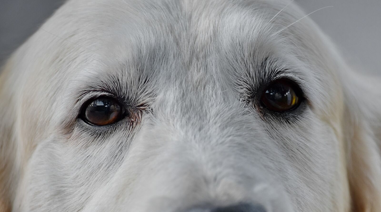 Nikon D5500 sample photo. Dog, eyes, head, pet photography