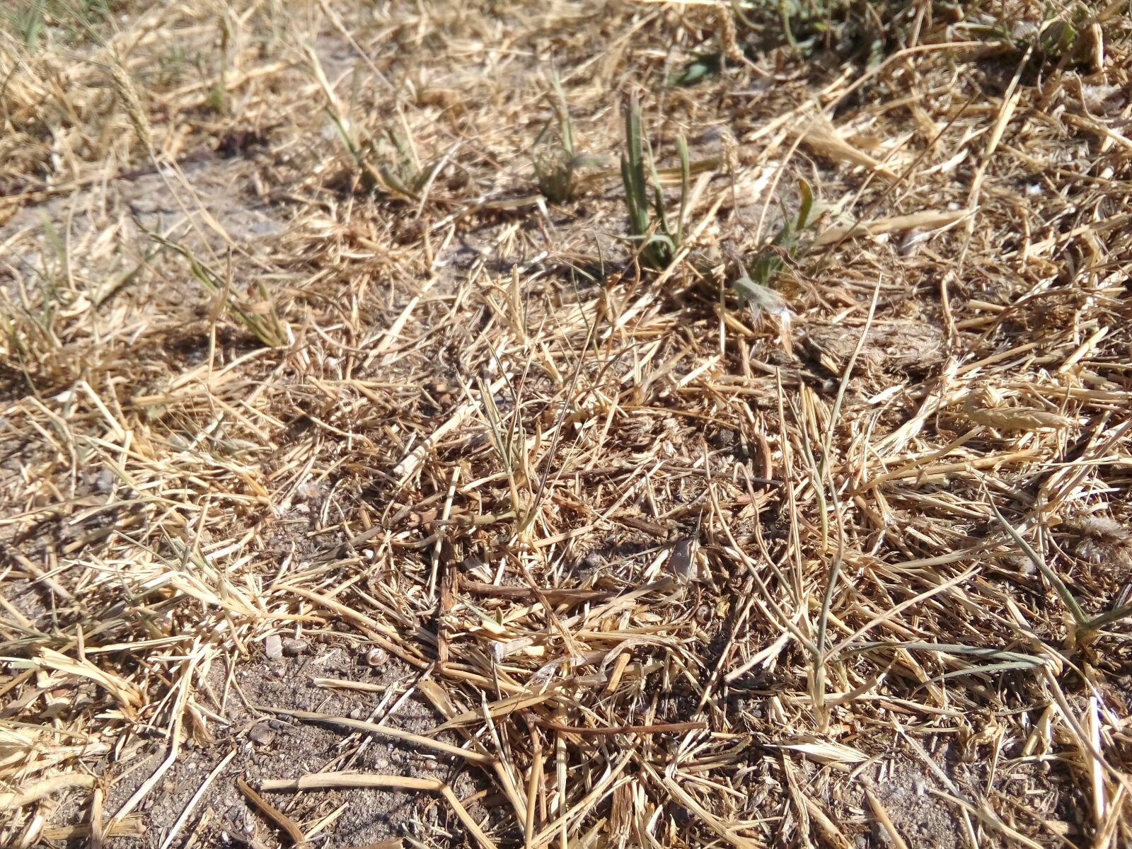 HUAWEI Y5II sample photo. Dirt floor, straw, farmer photography