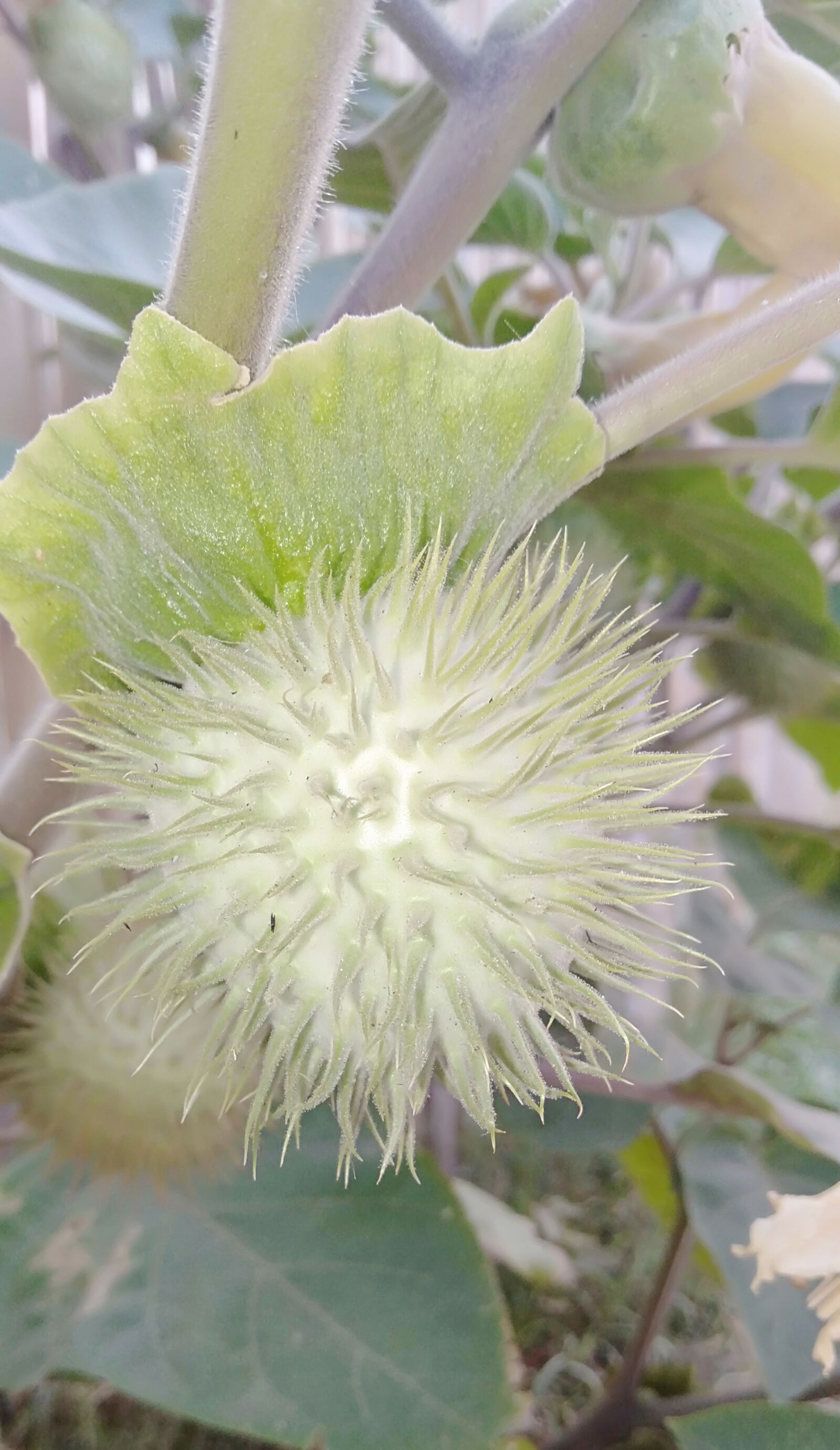 OPPO A3S sample photo. Wild plant, naruto, natale photography
