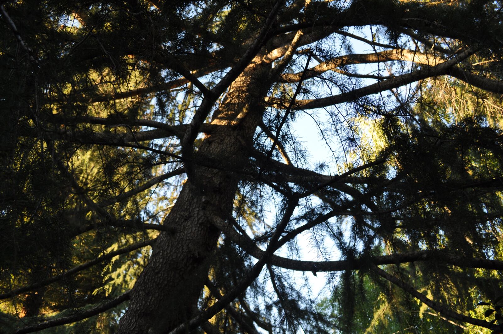 Nikon D5000 sample photo. Tree, sky, nature photography